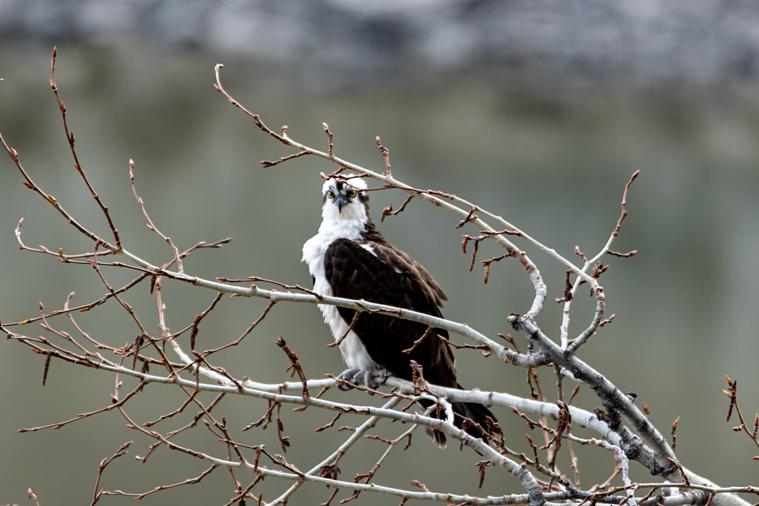 Osprey at Medicine Lake Lookout