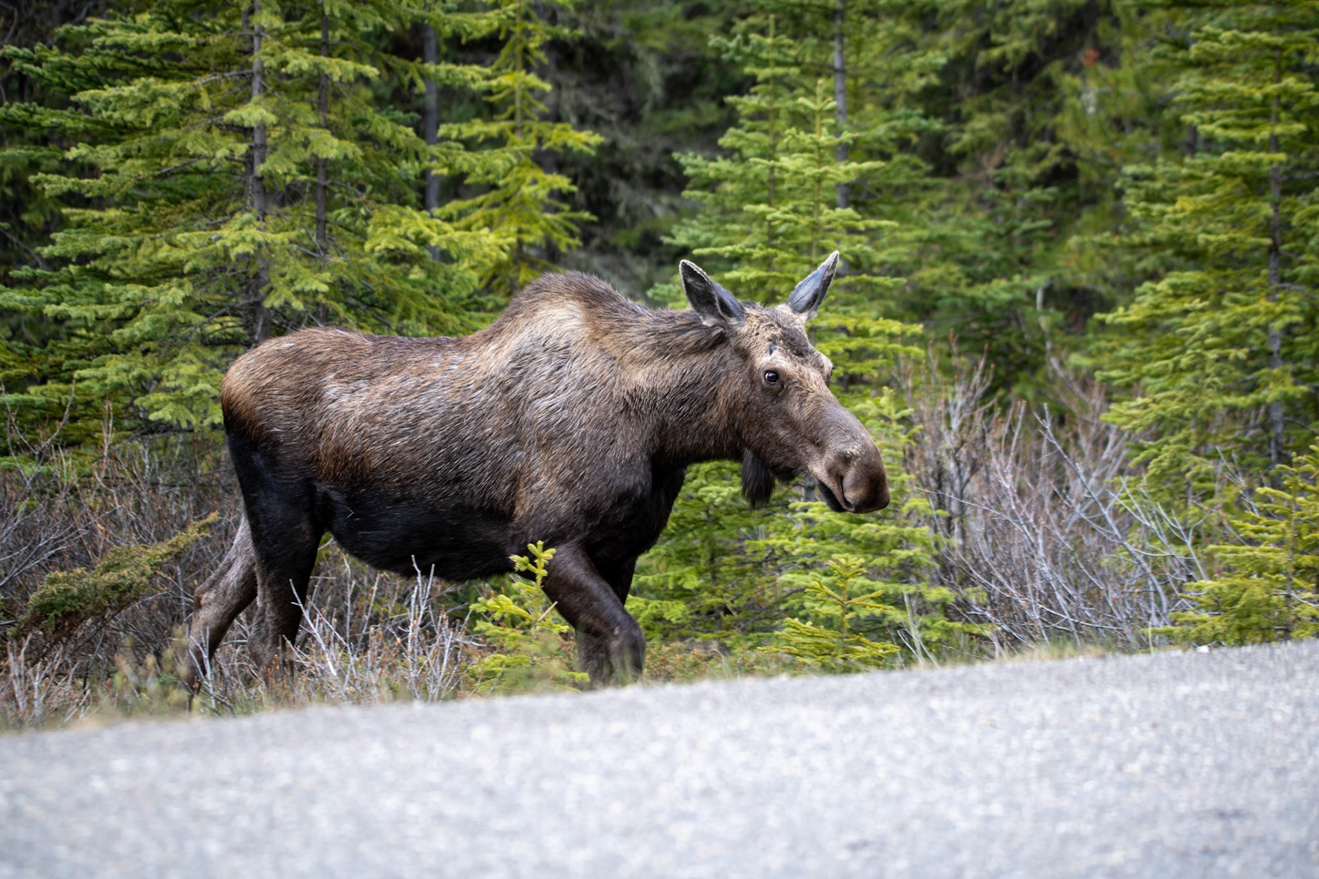 Moose on Maligne Lake Road