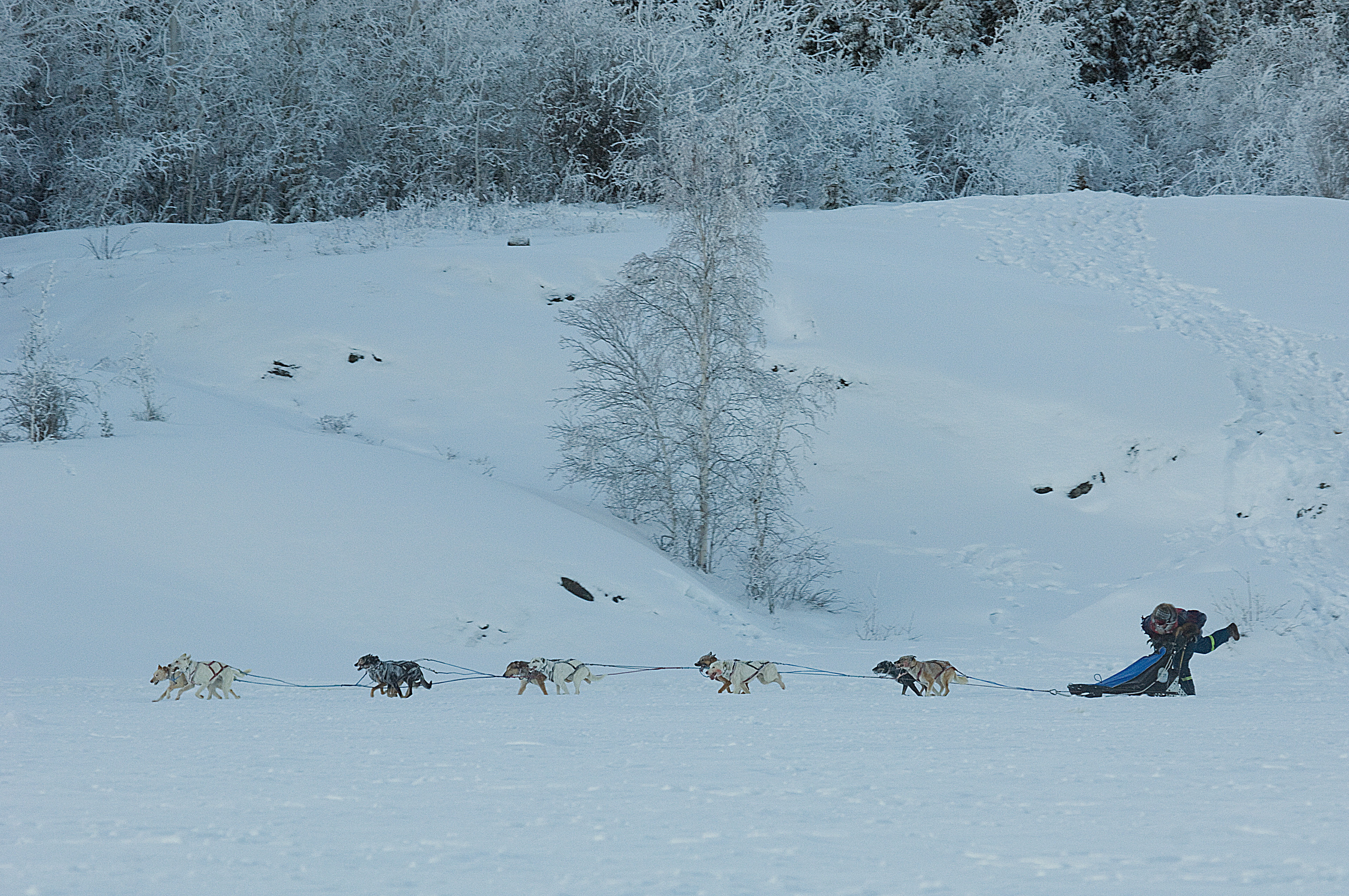 Dog sled