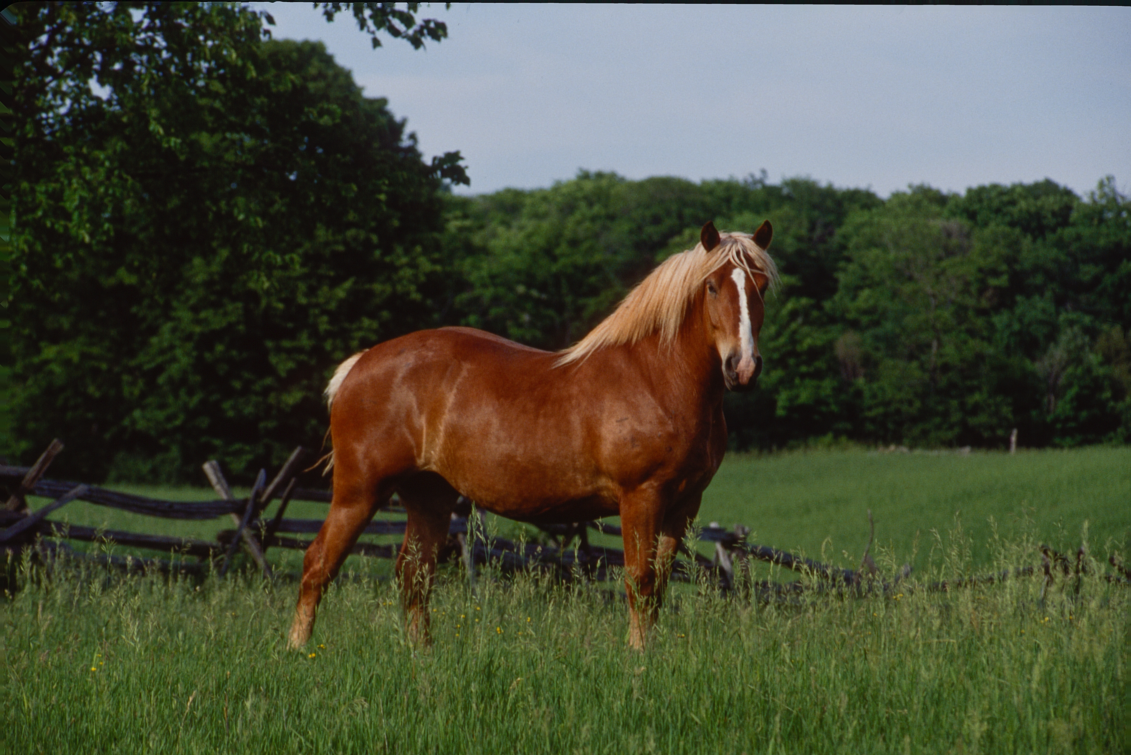 Horse Ontario