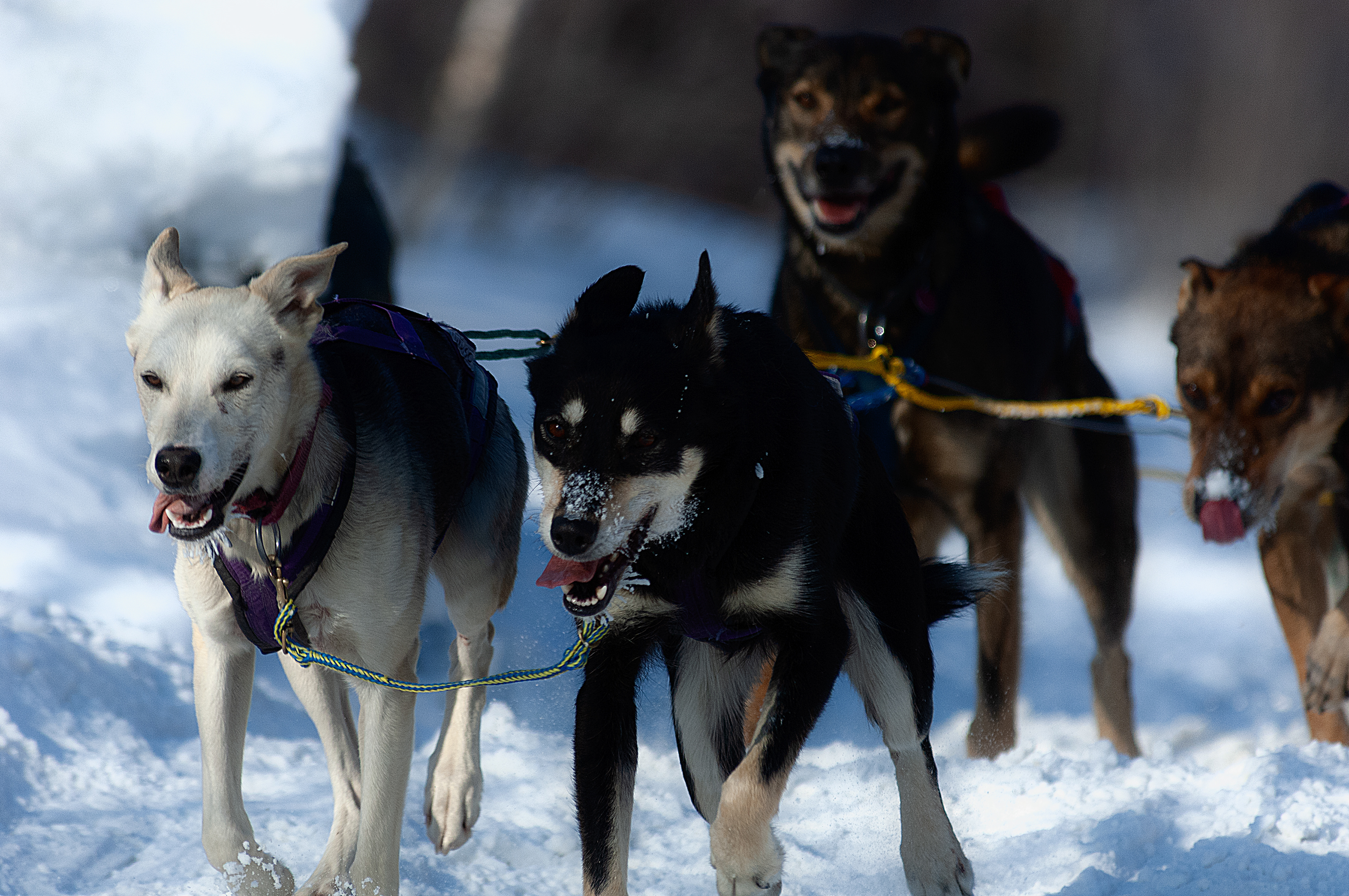 Dog sled race