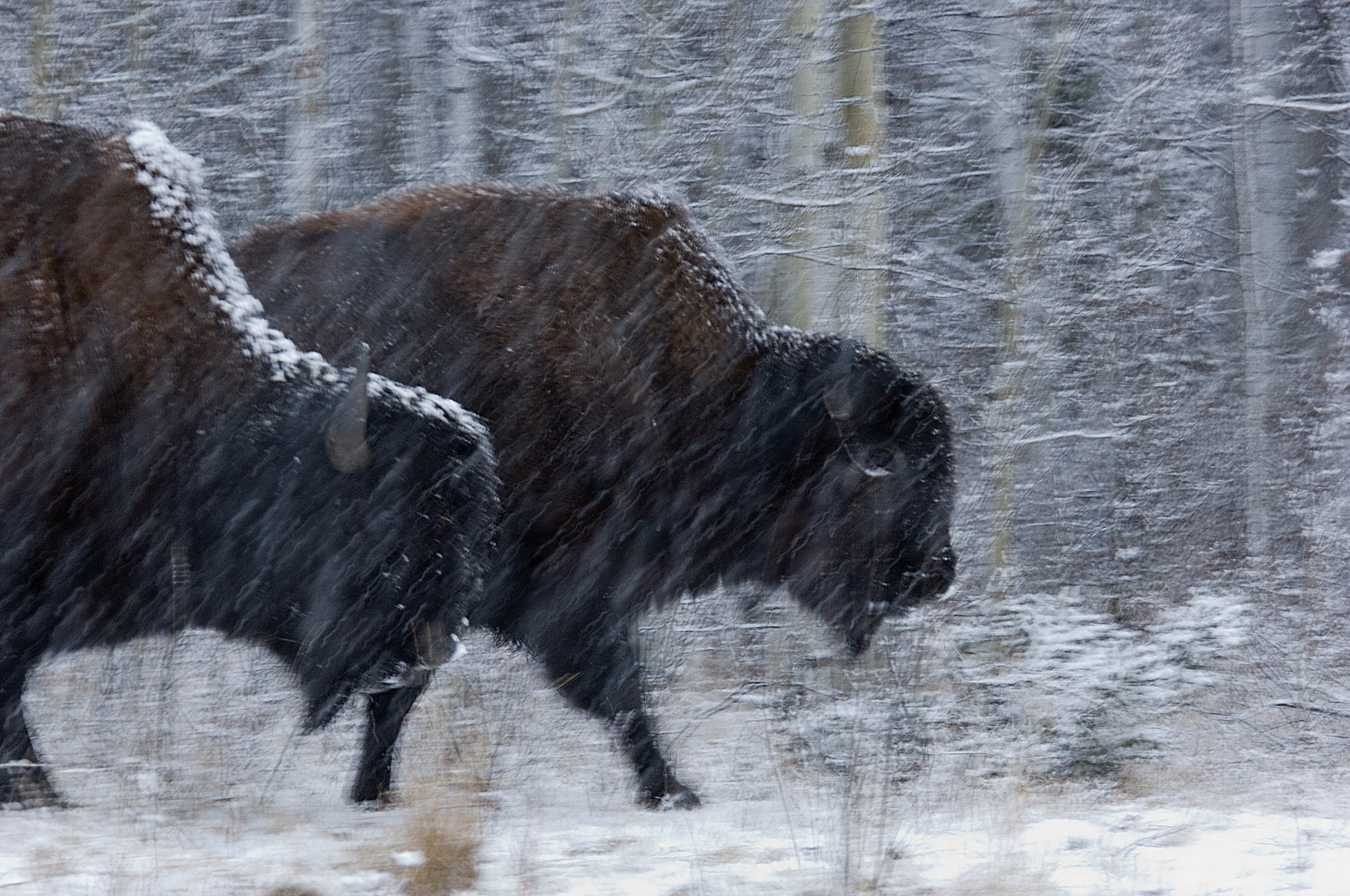 Buffalo