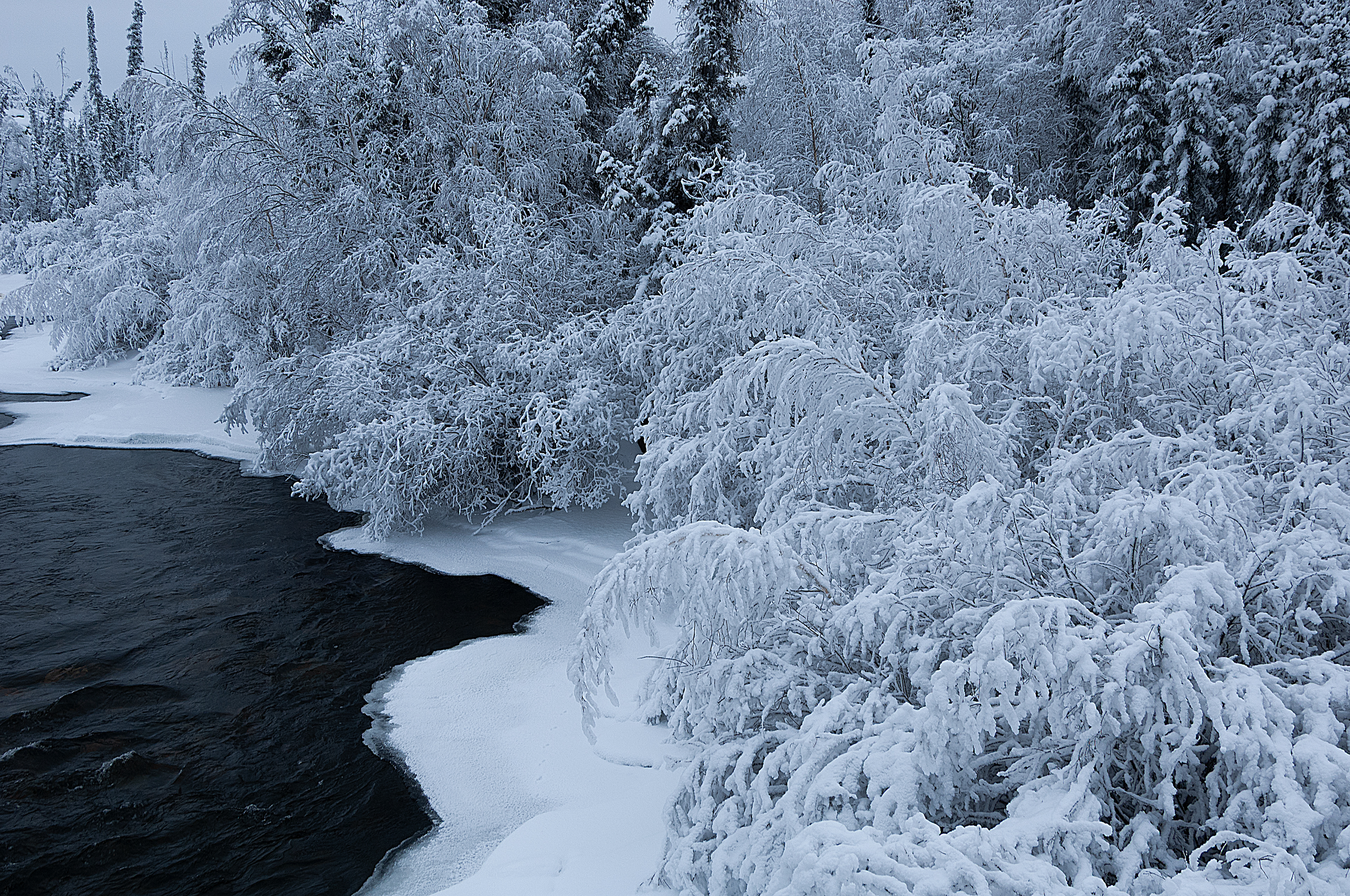Winter Frost