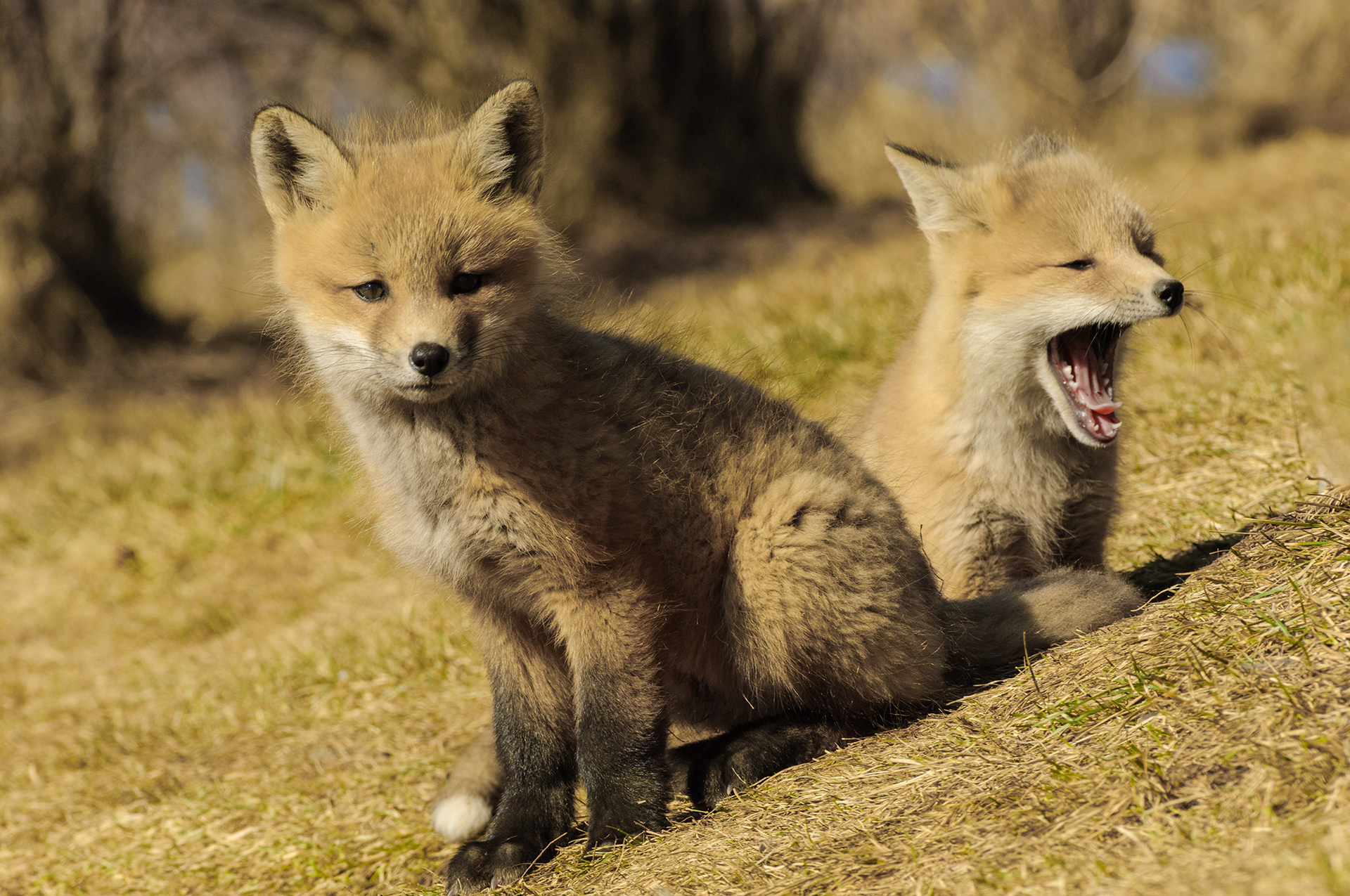 Fox kits