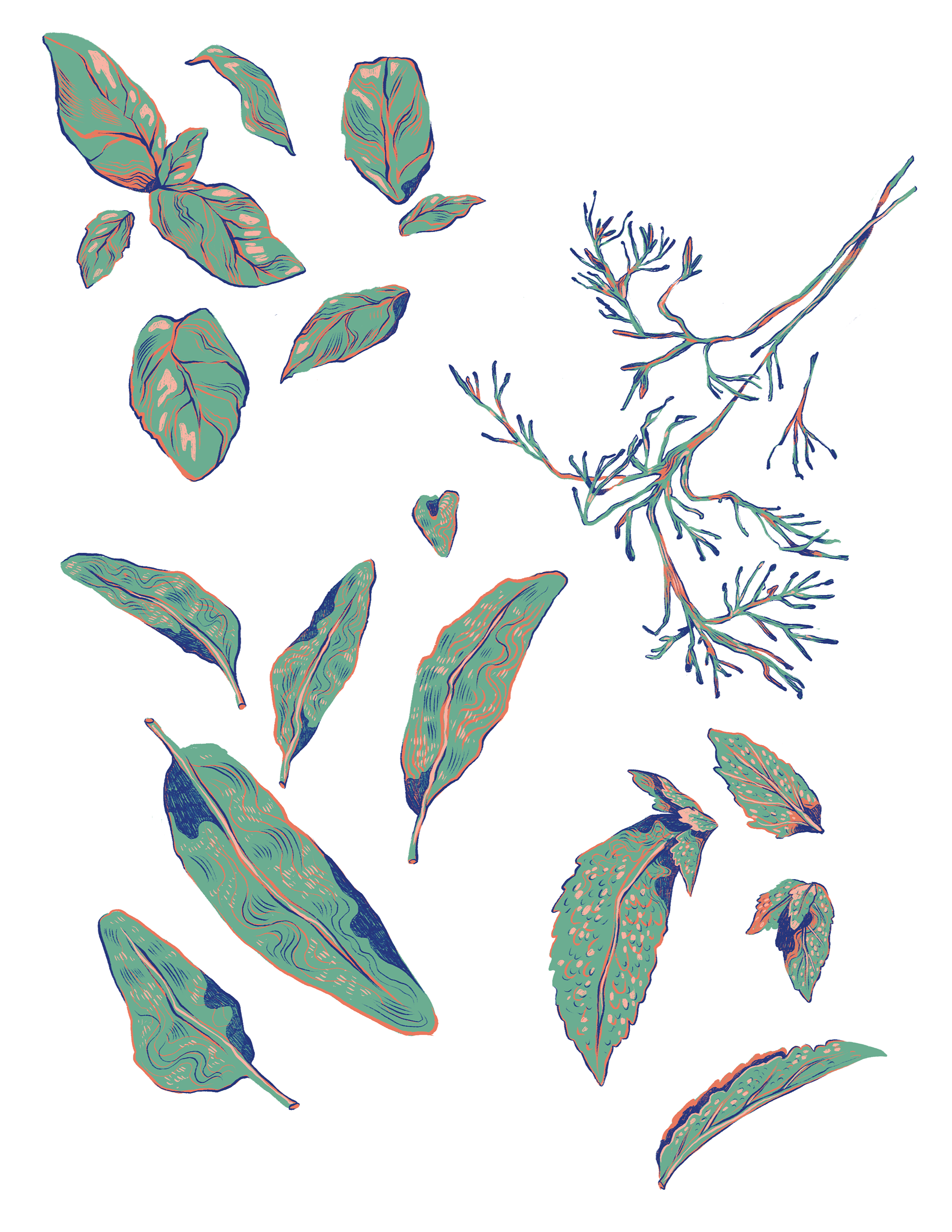 "Herb Spot Illustrations," Digital (Procreate)
