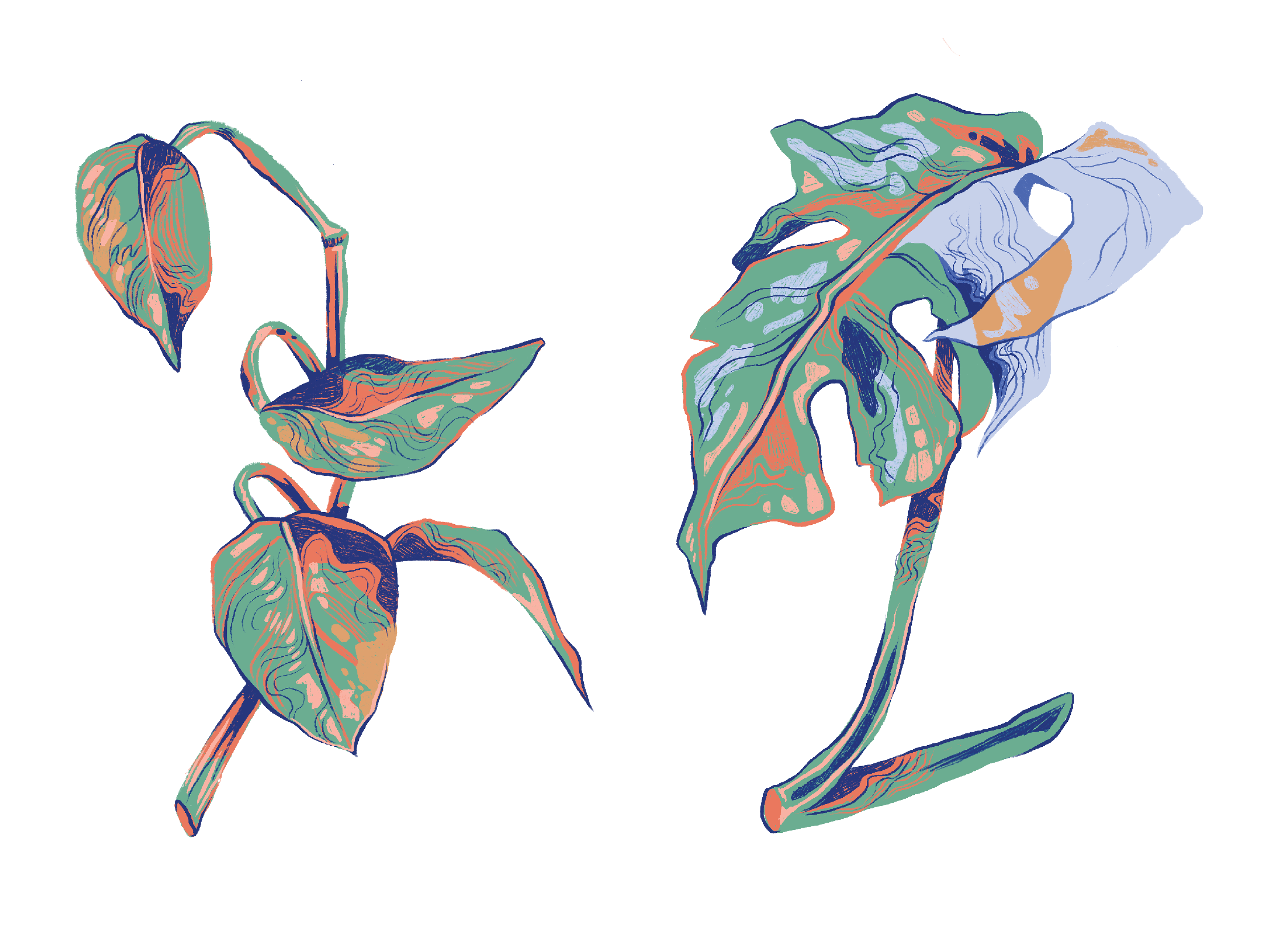 "Pothos and Monstera Clipping Spot Illustrations," Digital (Procreate)
