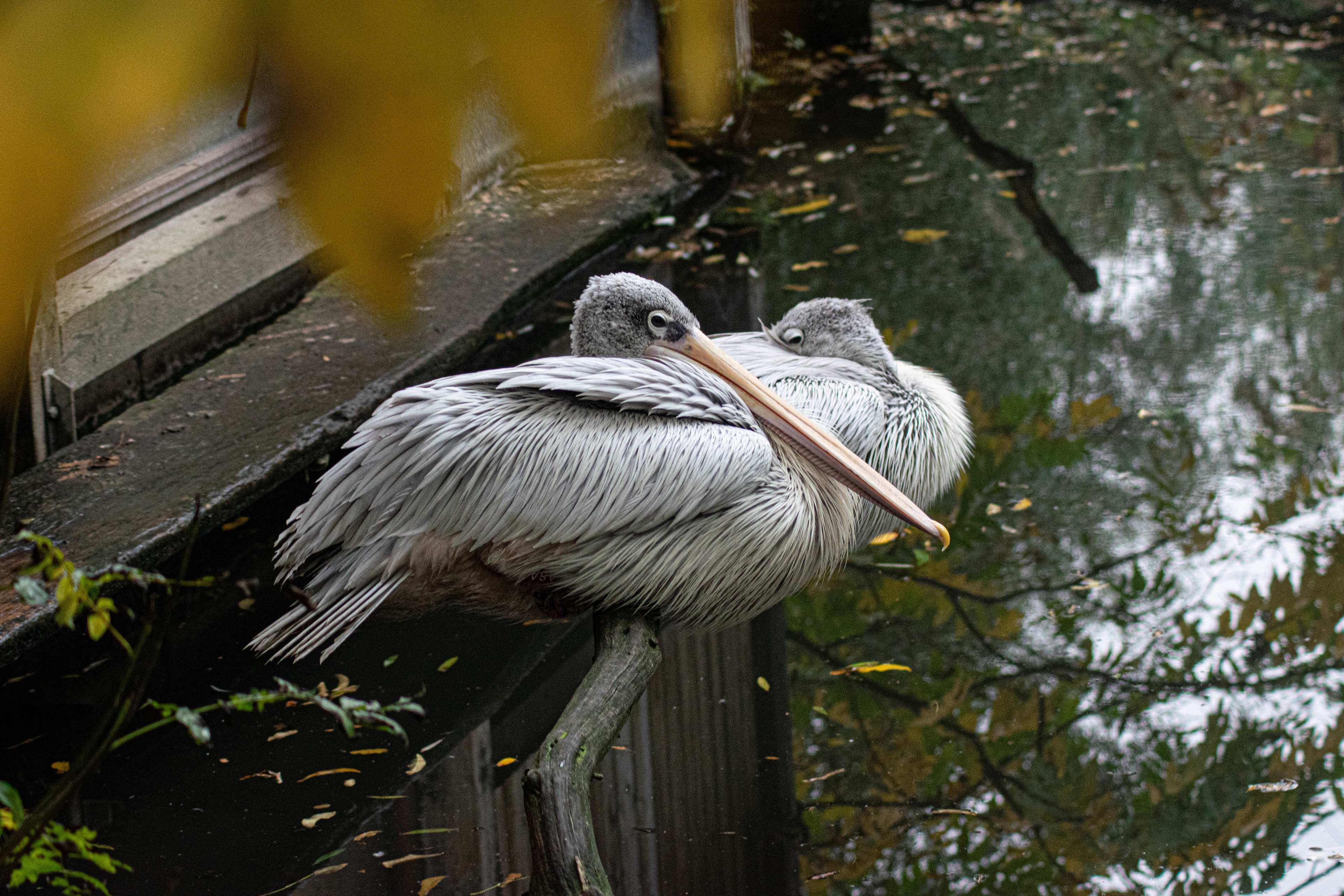 Odense Zoo, DK