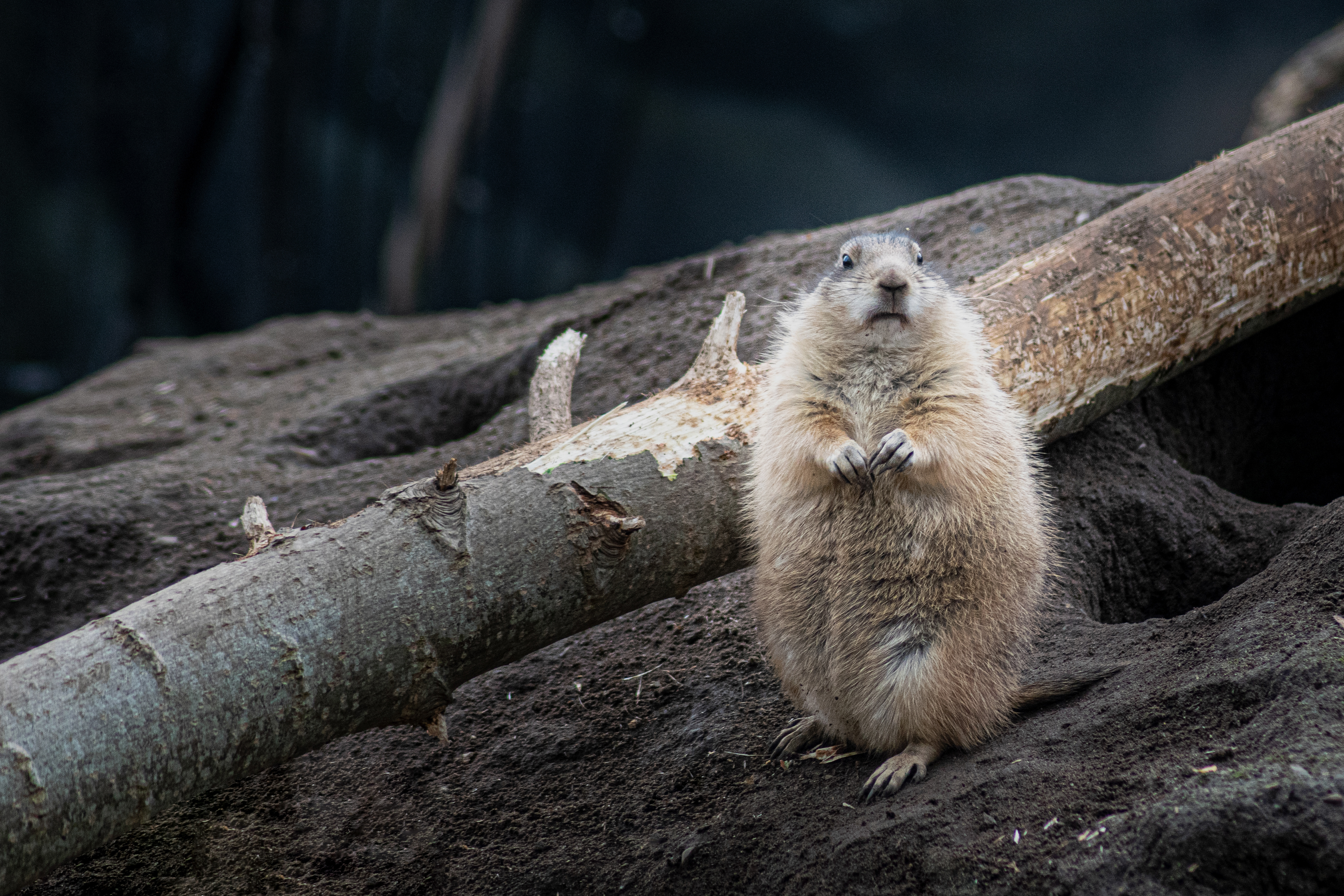 Odense Zoo, DK