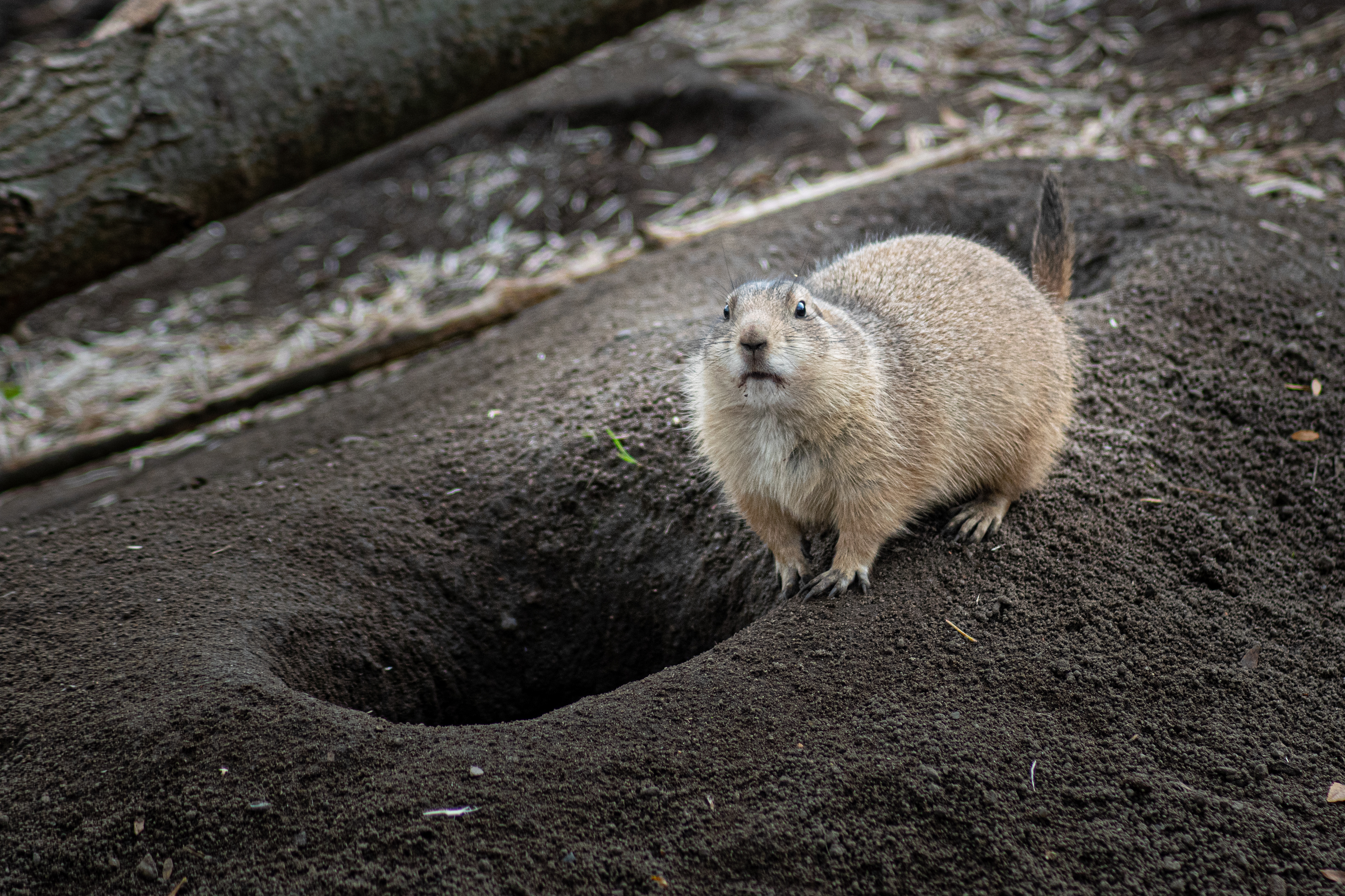 Odense Zoo, DK
