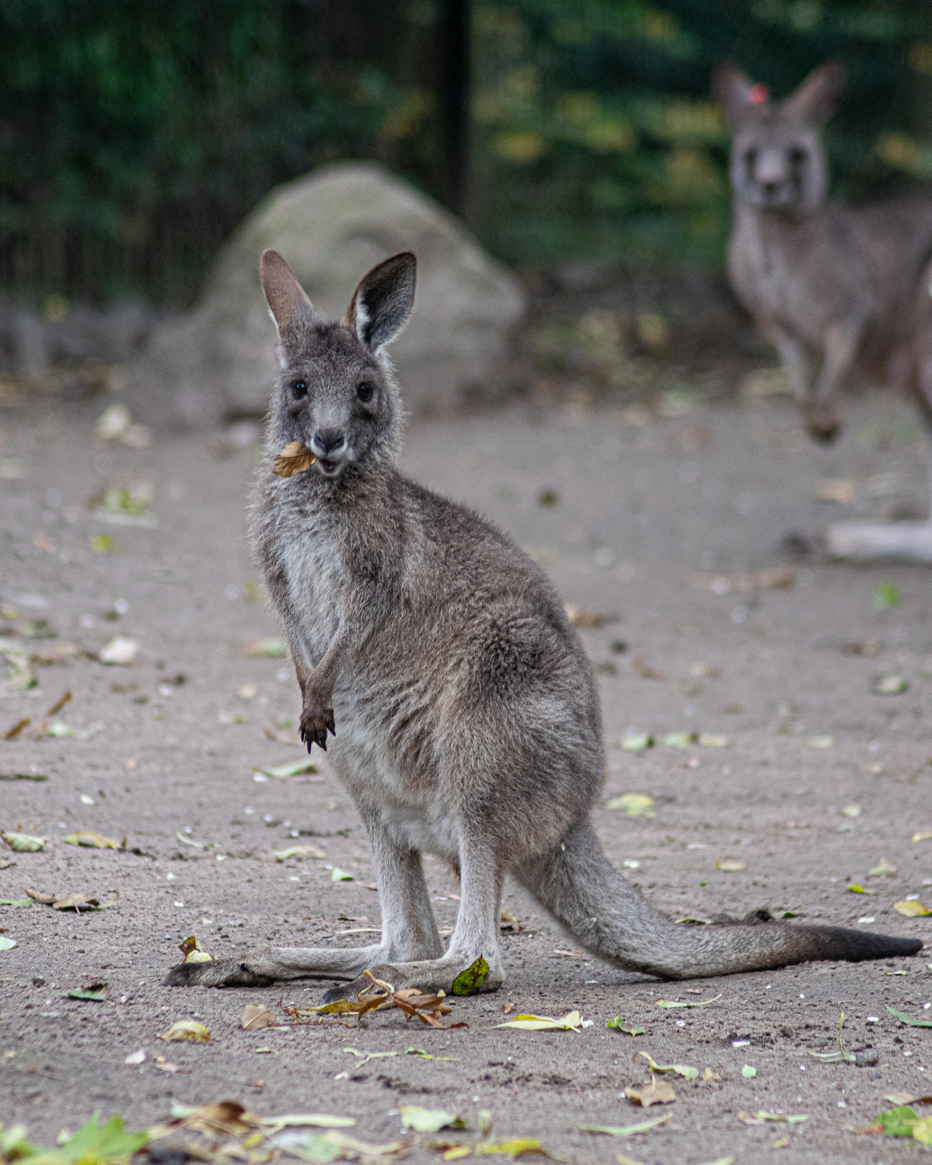 Odense Zoo, DK