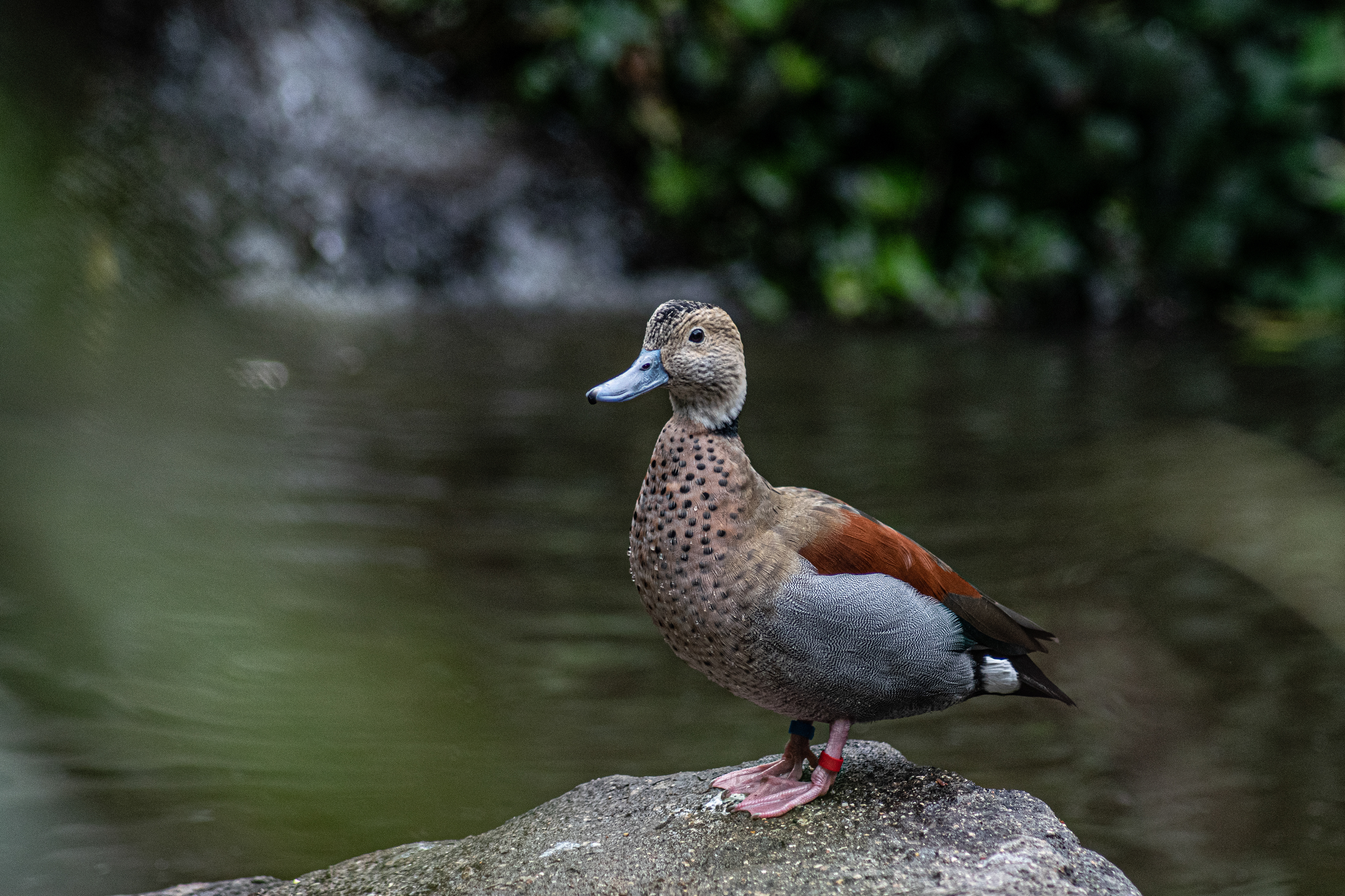 Odense Zoo, DK
