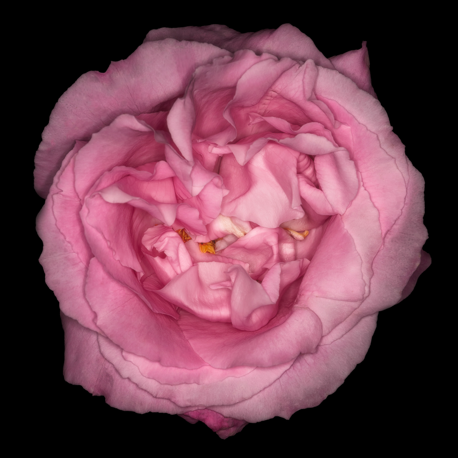 Rosa 'Mrs. John Laing'