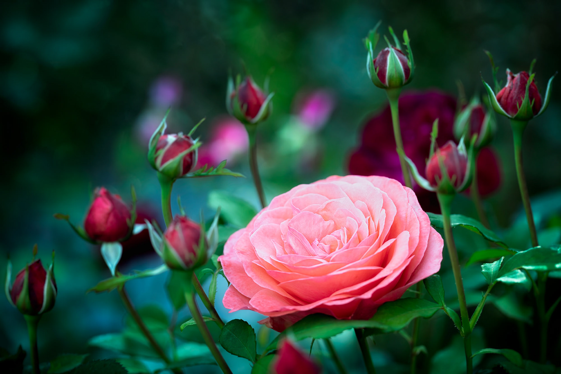 Rosa 'Elaine Paige', Asturias, Spain