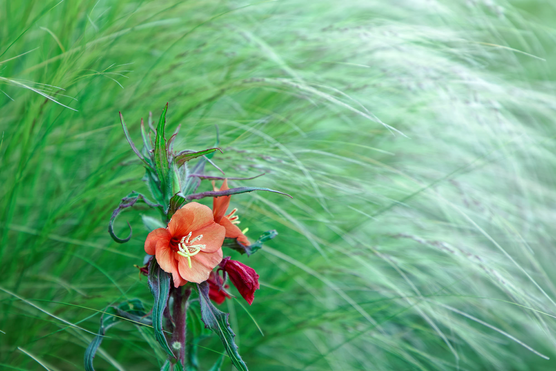 Oenothera versicolor, Asturias, Spain