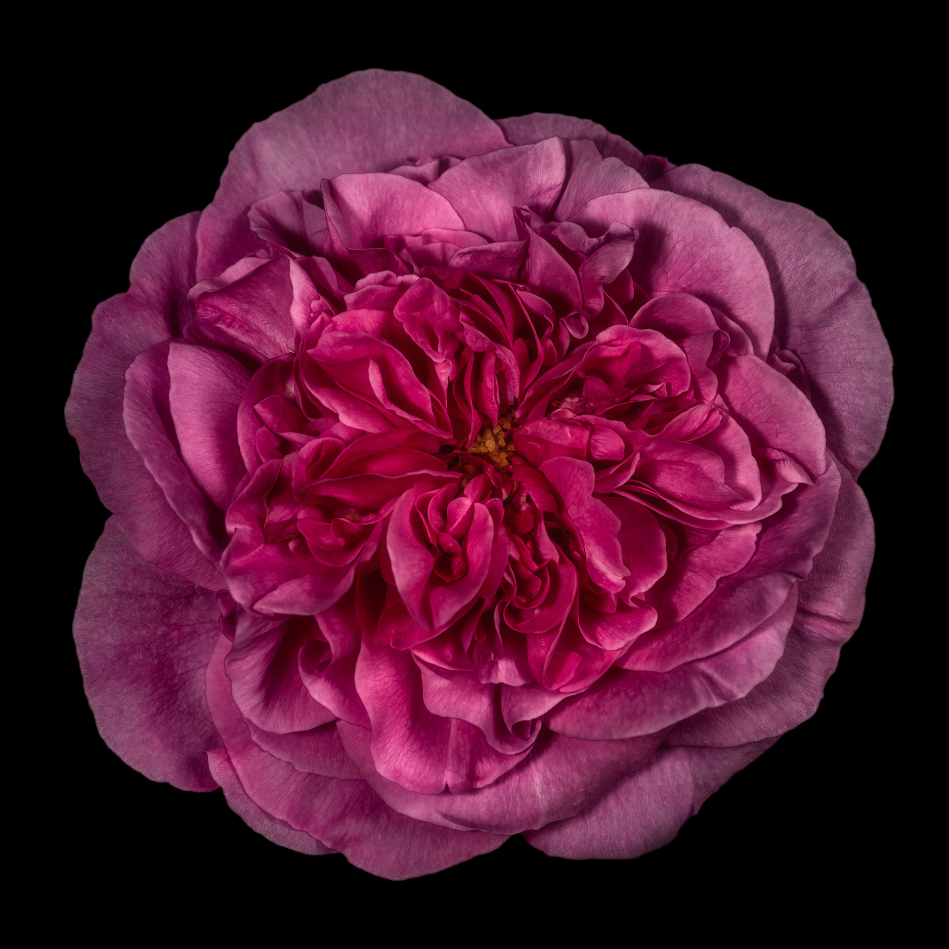 Rosa 'Gertrude Jekyll'