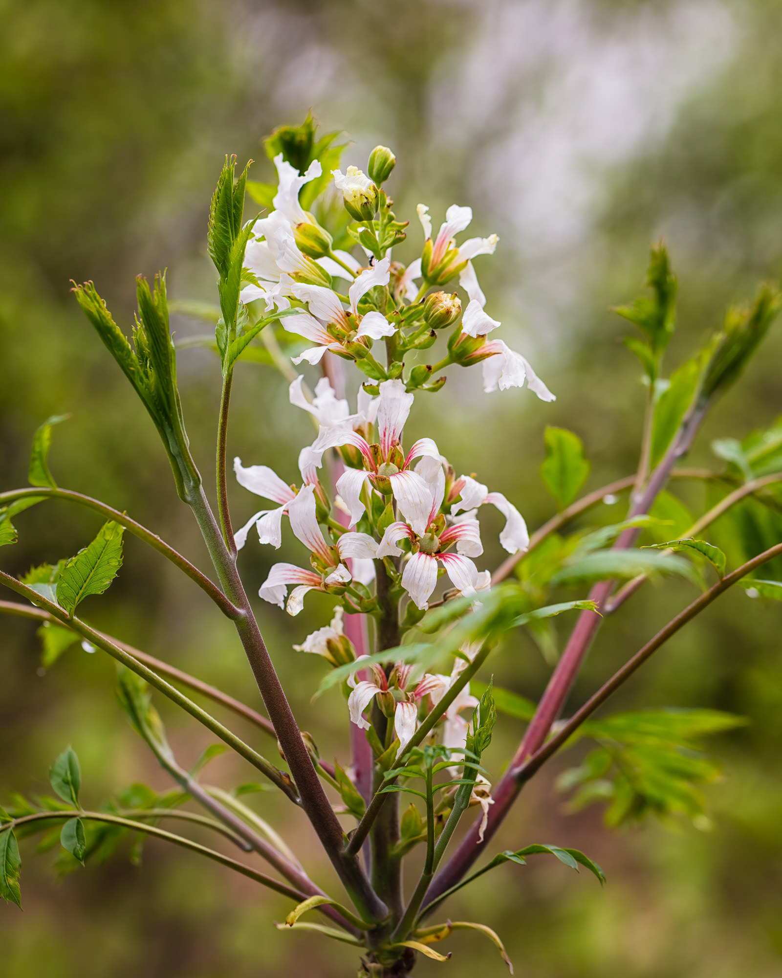 Xanthoceras sorbifolium, Asturias, Spain