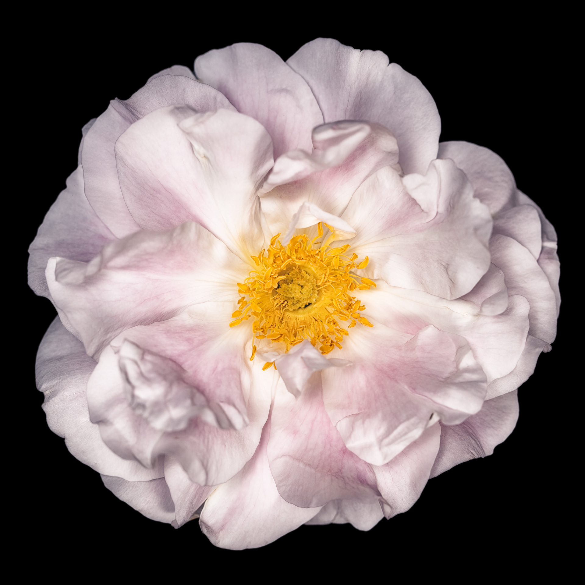 Rosa 'Martin Frobisher'