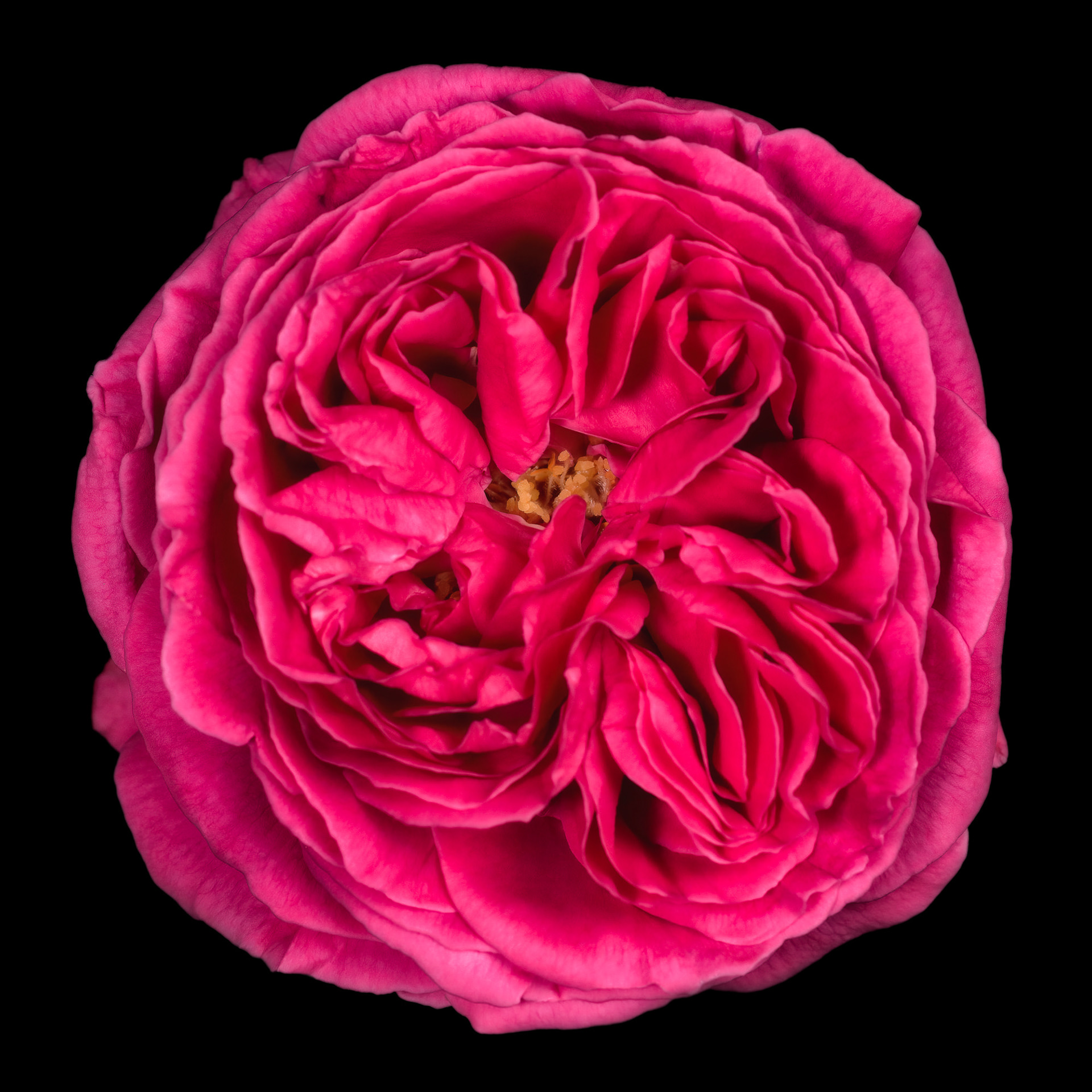 Rosa 'Madame Isaac Pereire'