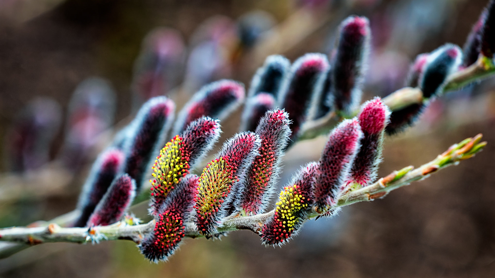 Salix gracilistyla 'Mount Aso', RHS Harlow Carr, UK