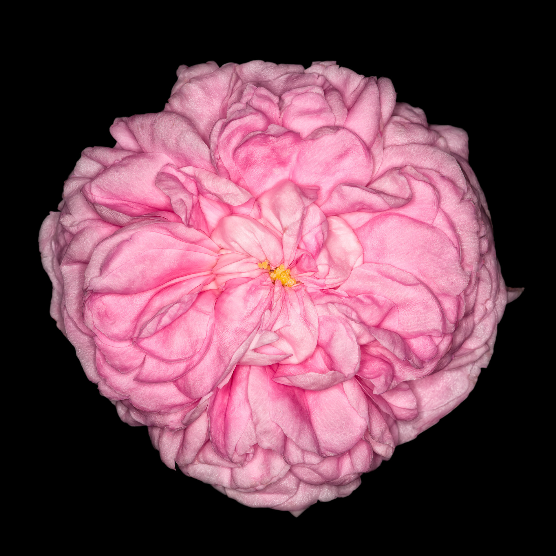 Rosa 'Fantin Latour'