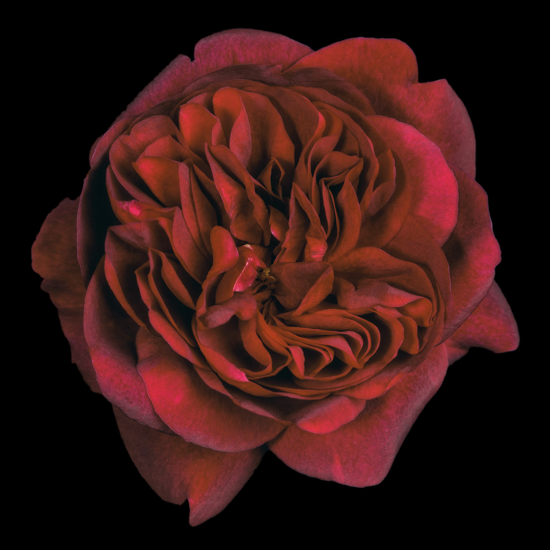 Rosa 'Darcey Bussell'