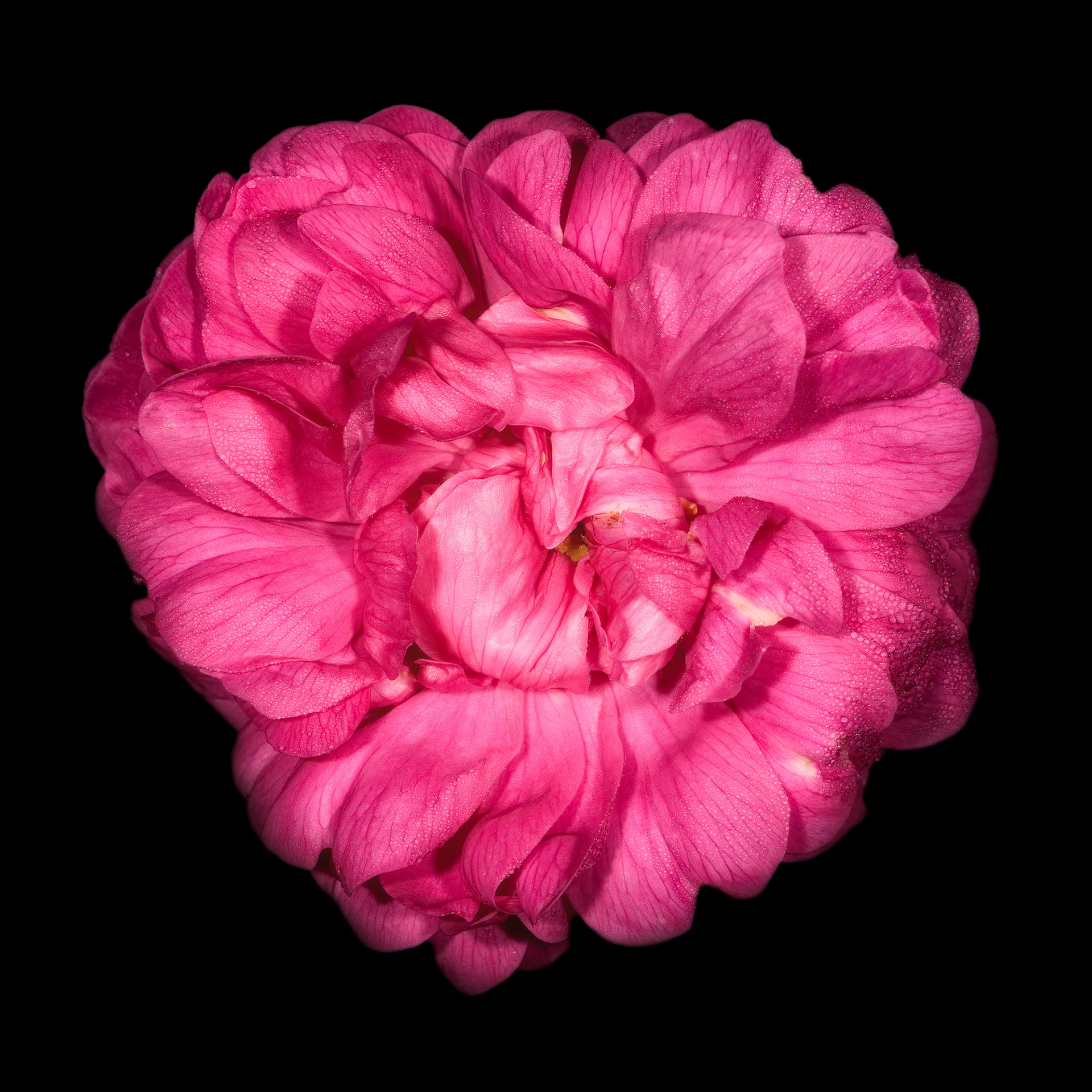 Rosa 'Rose du Roi'