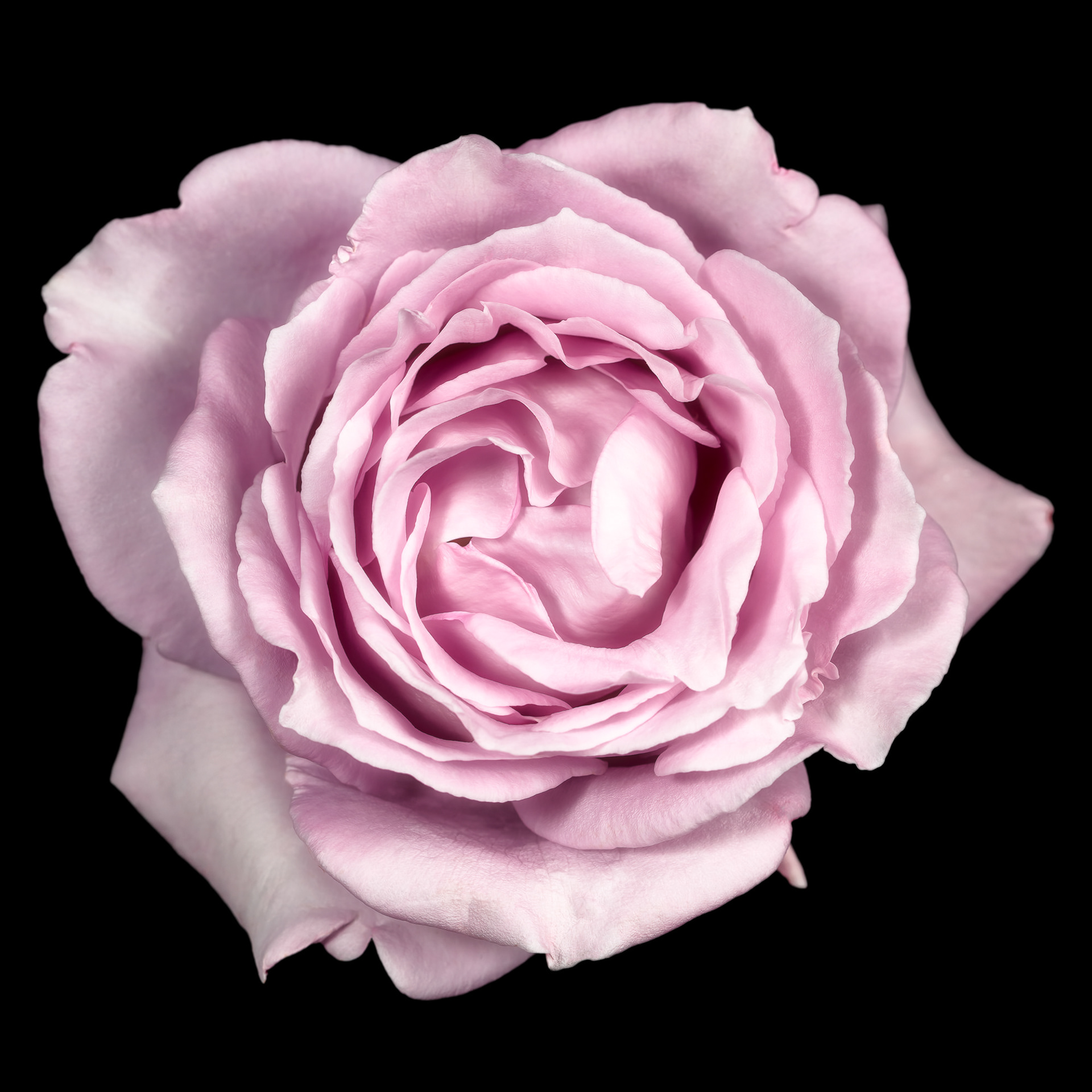 Rosa 'Mainzer Fastnacht'