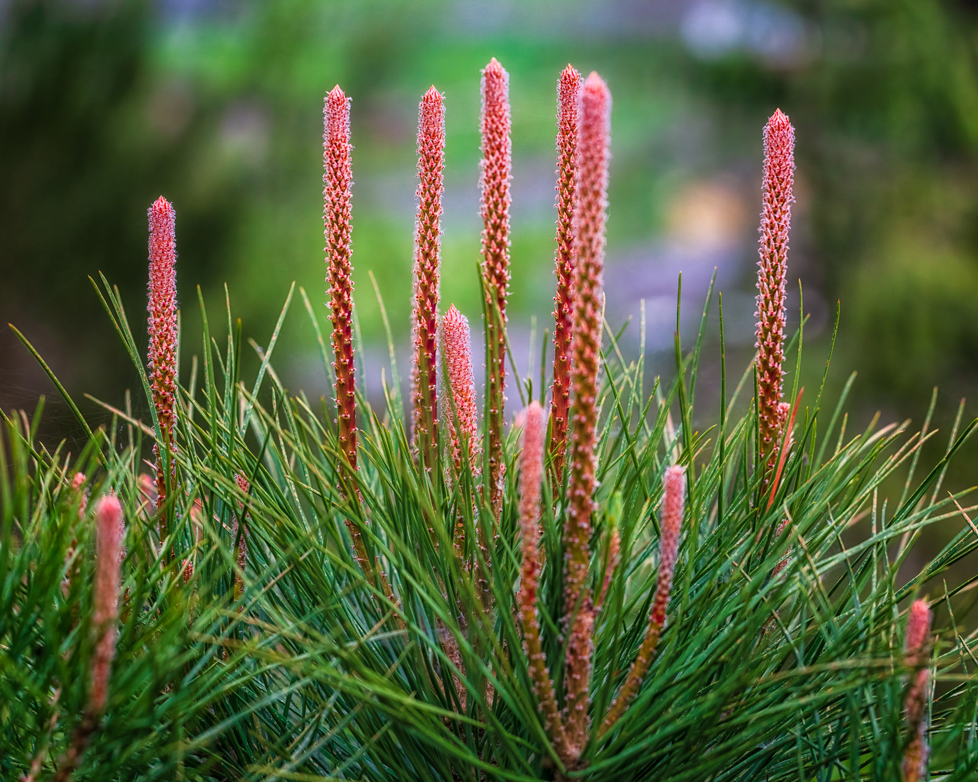 Pinus pinea (Umbrella Pine), Asturias, Spain