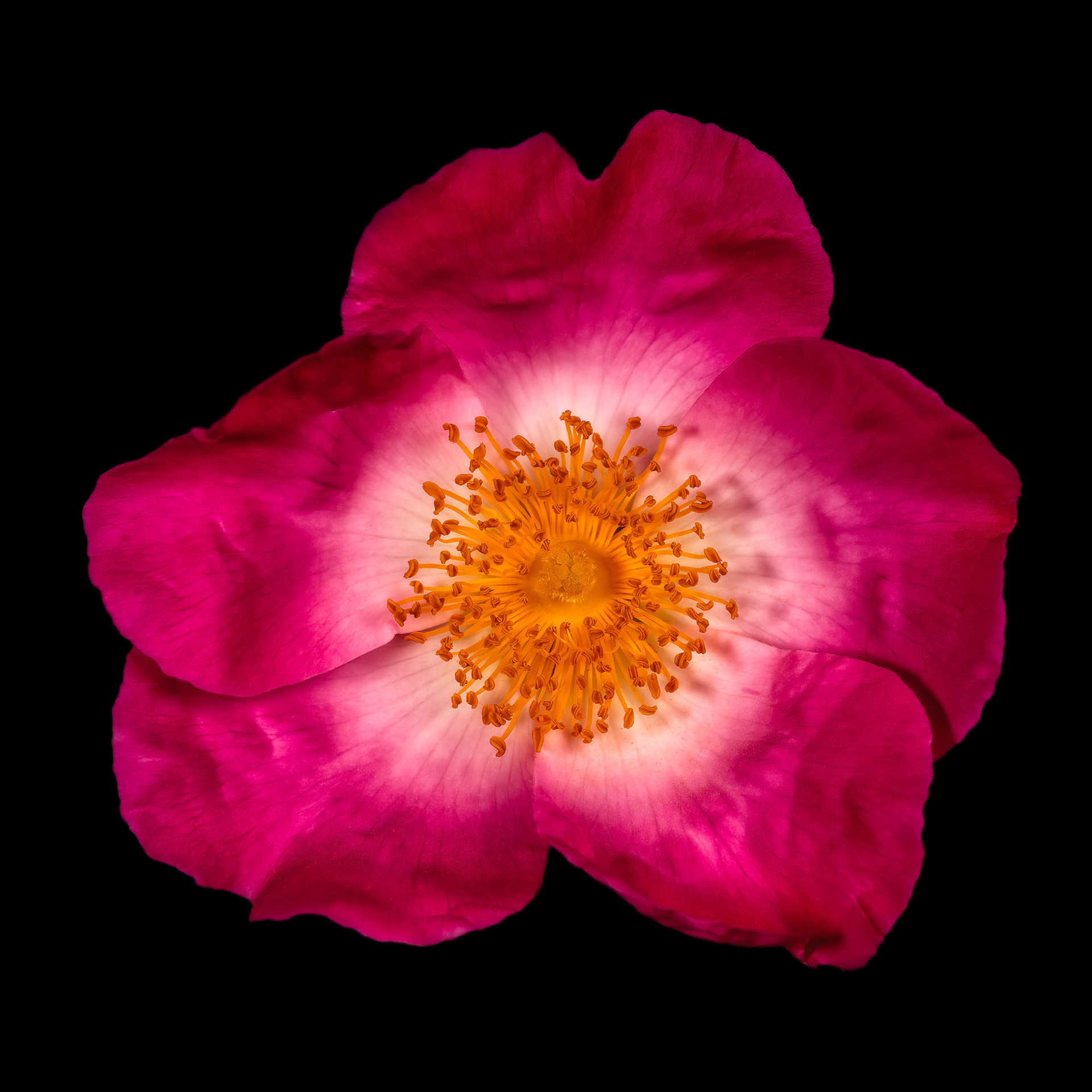 Rosa complicata