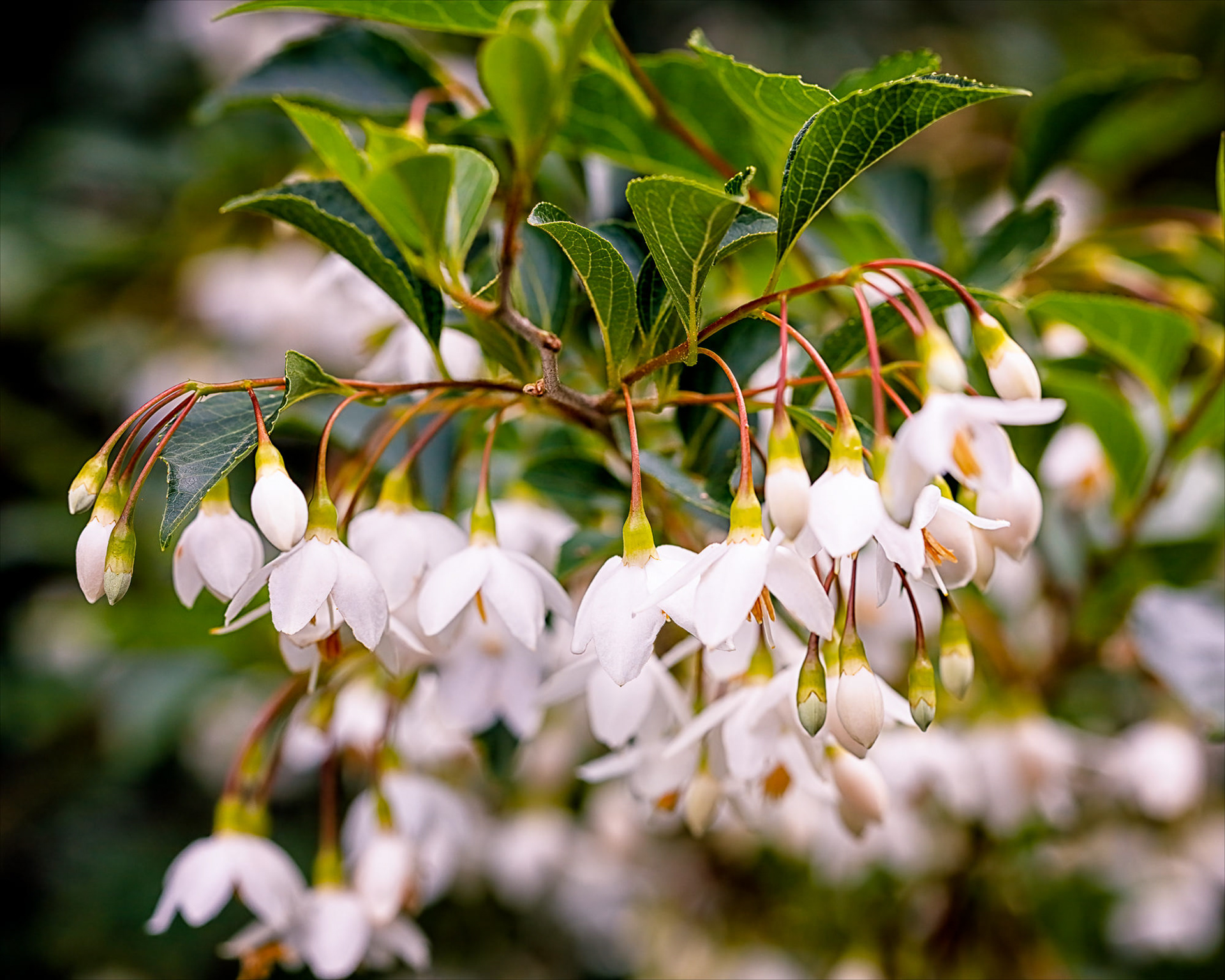 Styrax japonicus (Japanese Snowbell), Asturias, Spain