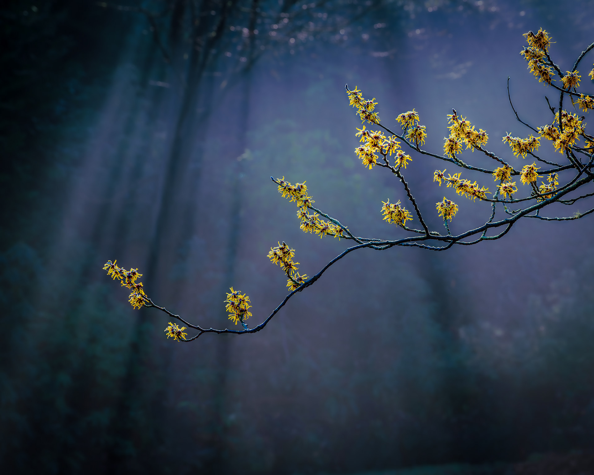 Hamamelis mollis (Chinese Witch Hazel), Valley Gardens, Harrogate, UK