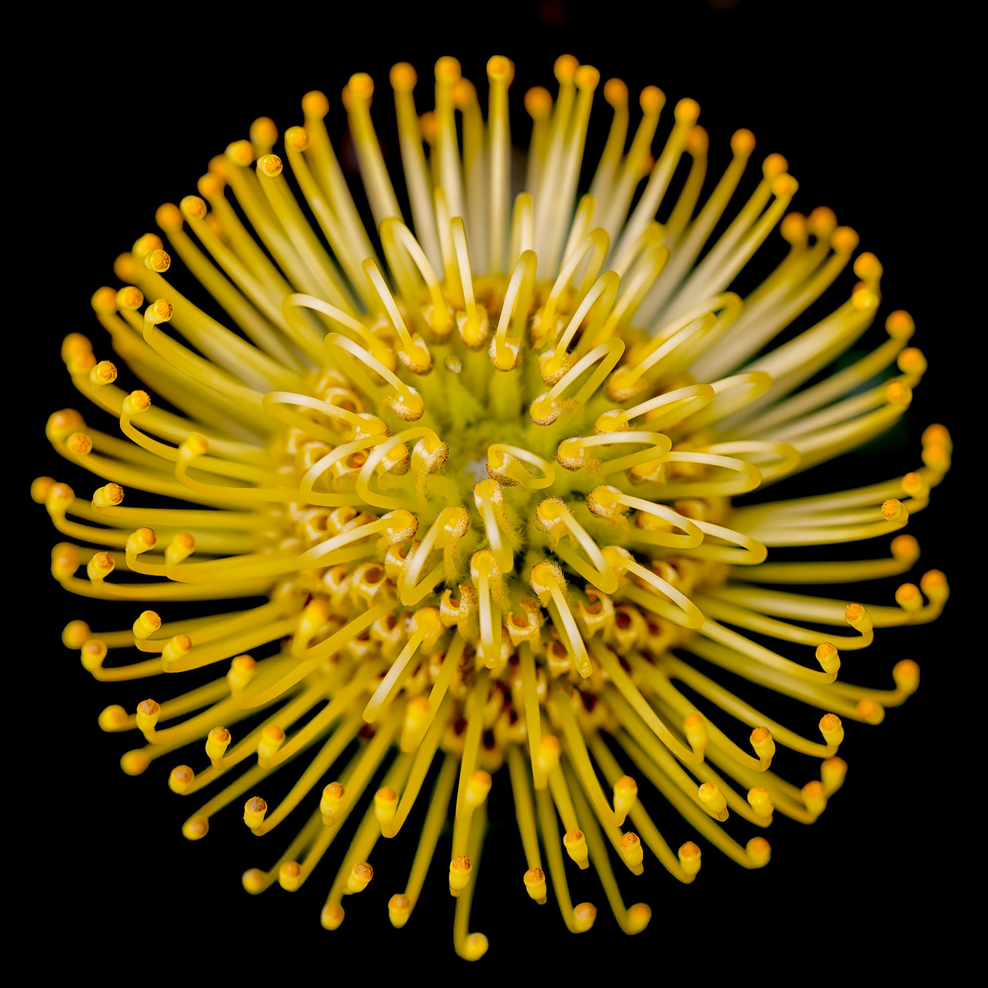 Leucospermum cordifolium, Asturias, Spain