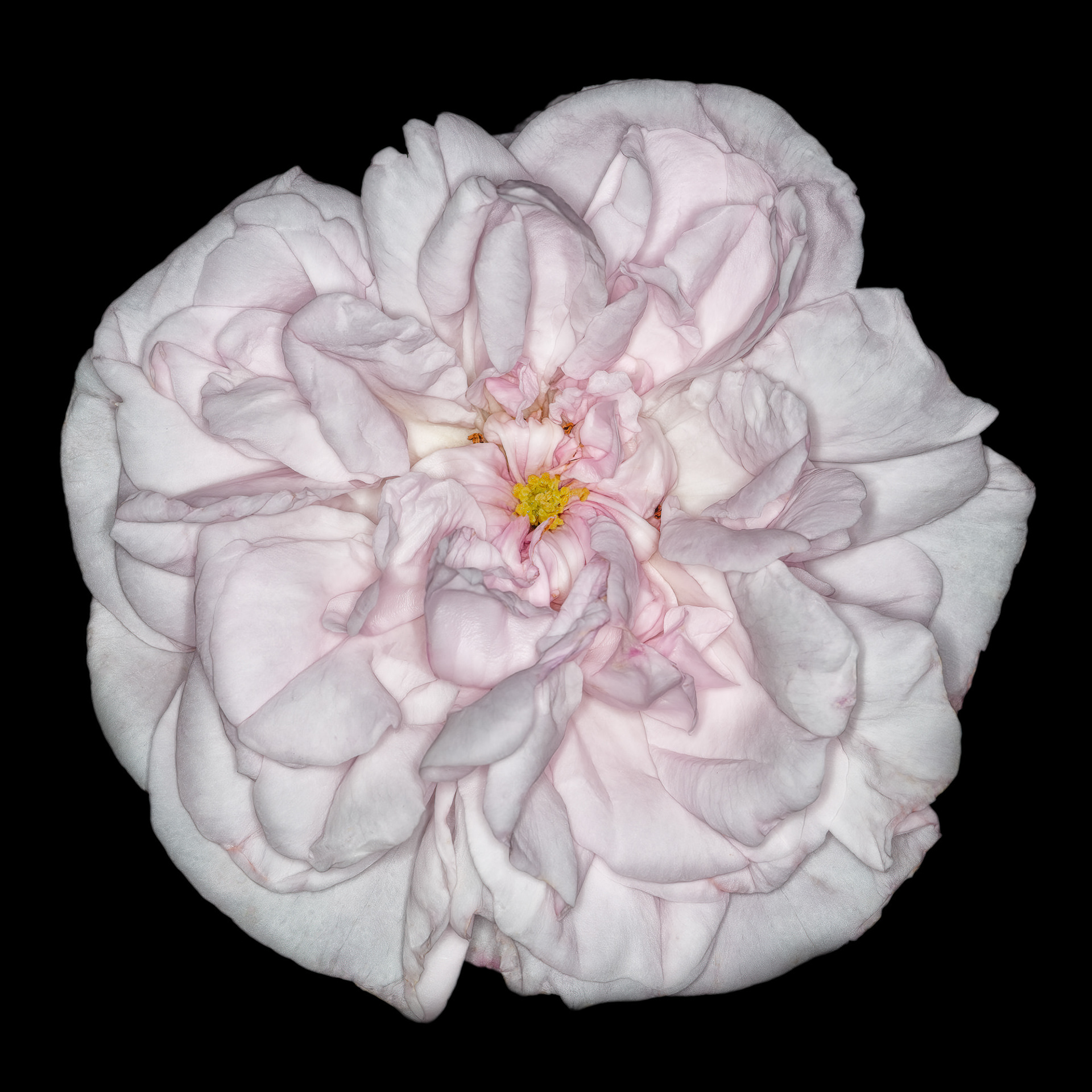 Rosa 'Queen of Denmark'