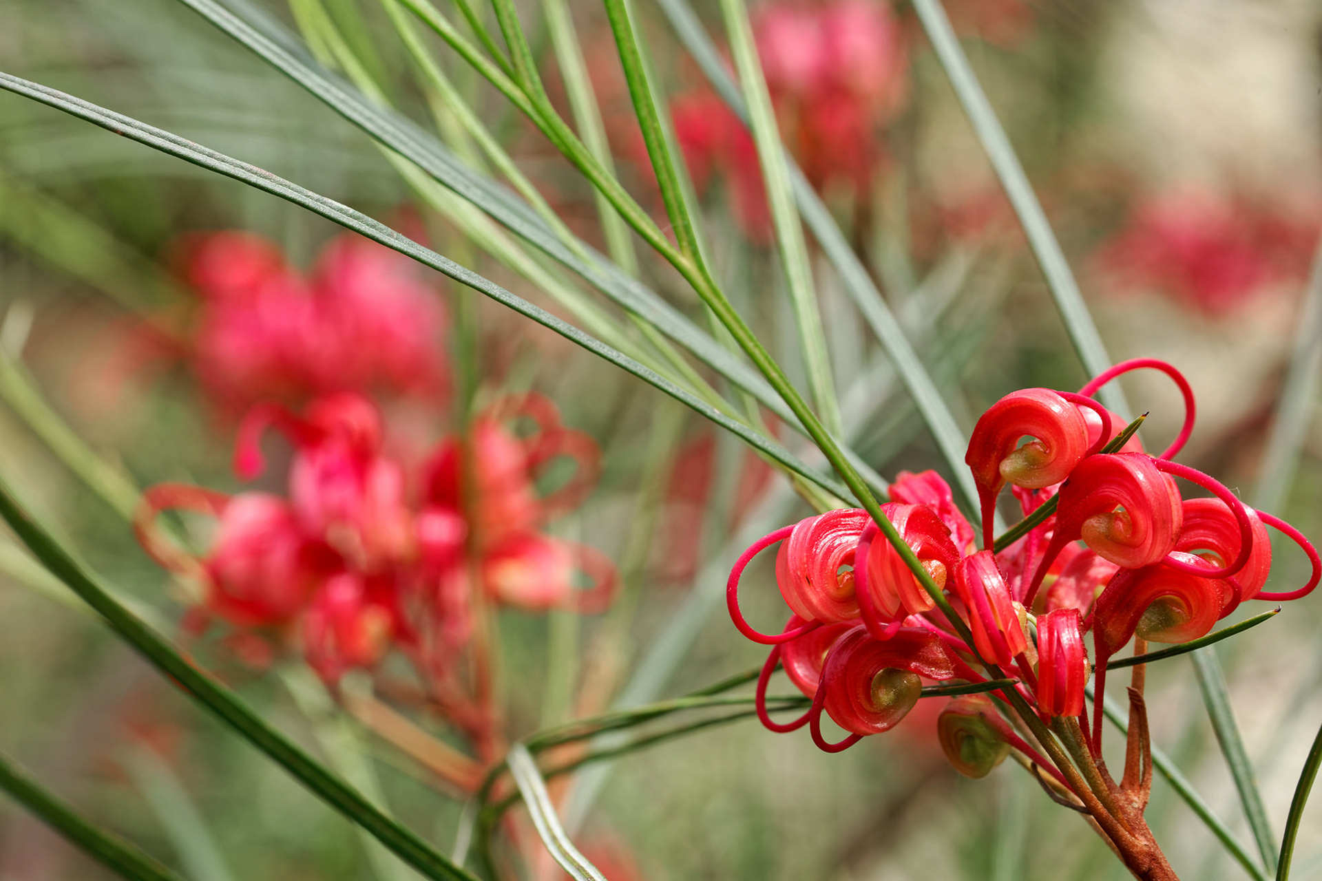 Grevillea, Asturias, Spain