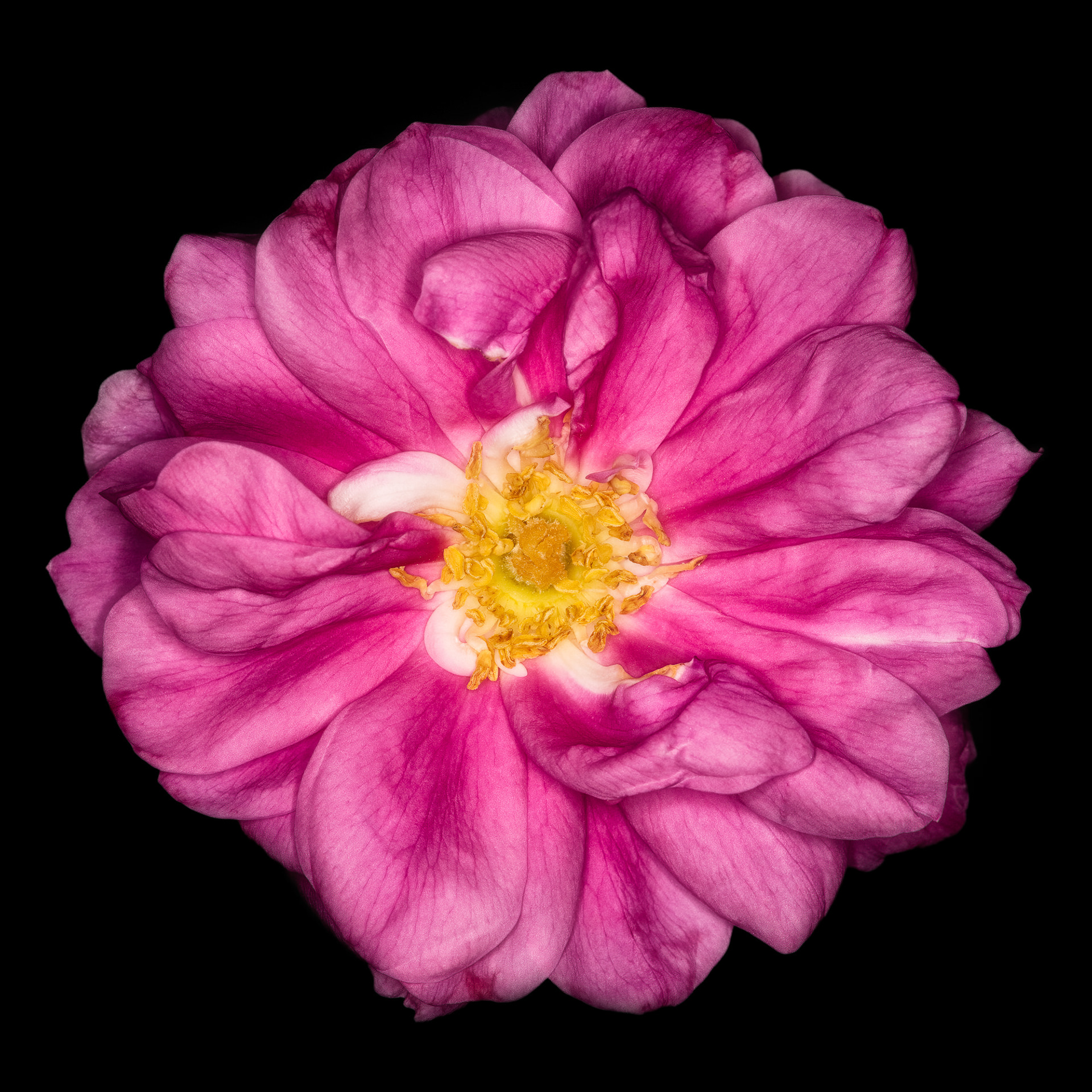 Rosa californica 'Plena'