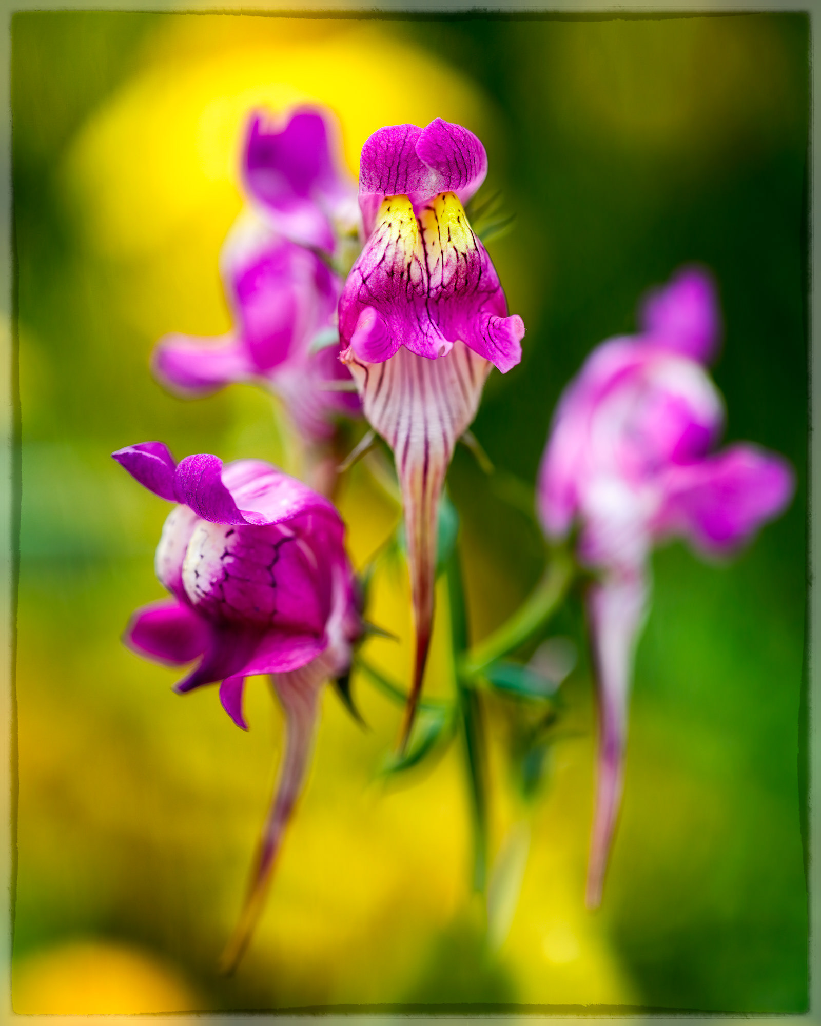 Linaria triornithophora, Asturias, Spain