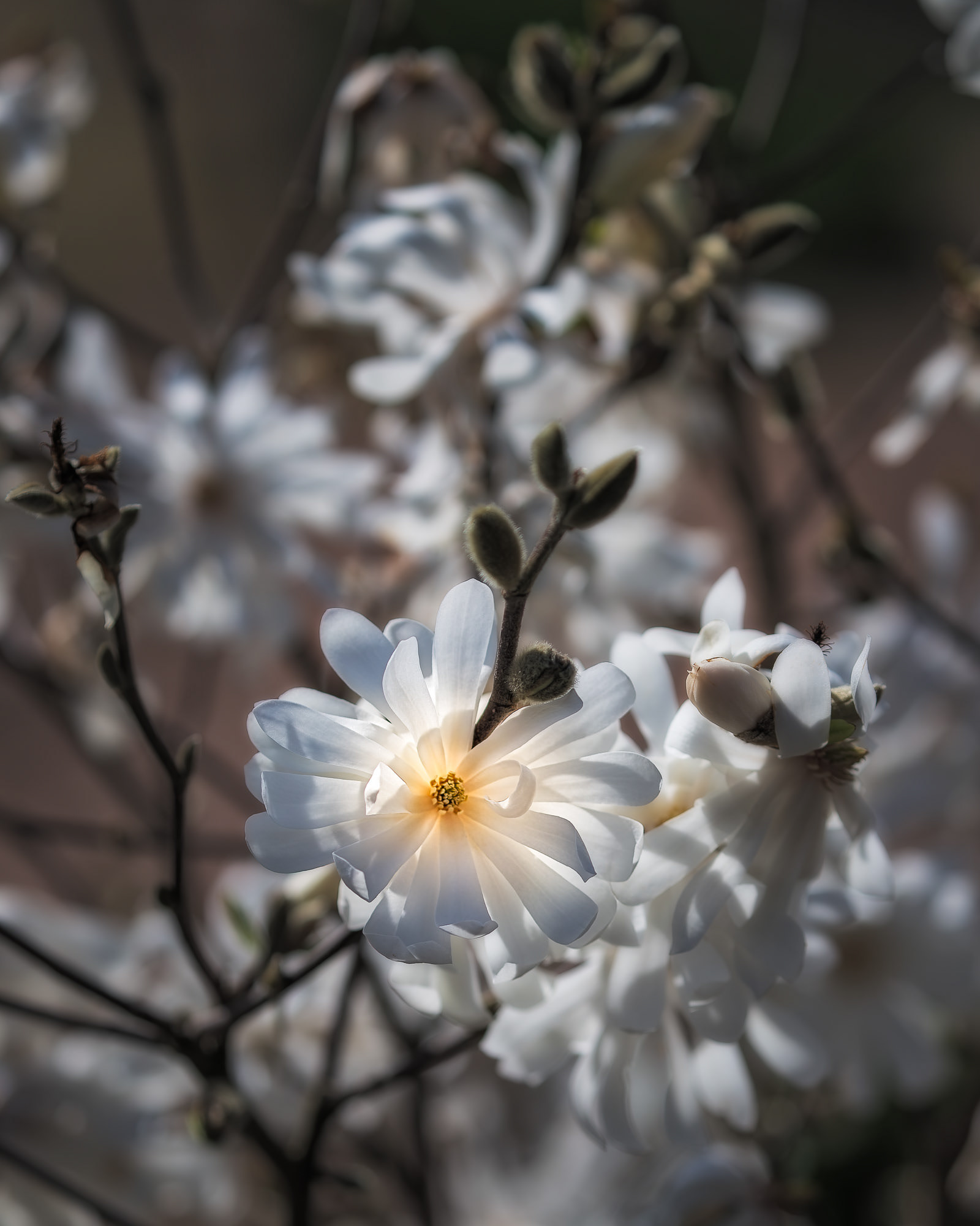 Magnolia stellata, Bodnant Garden, Wales, UK