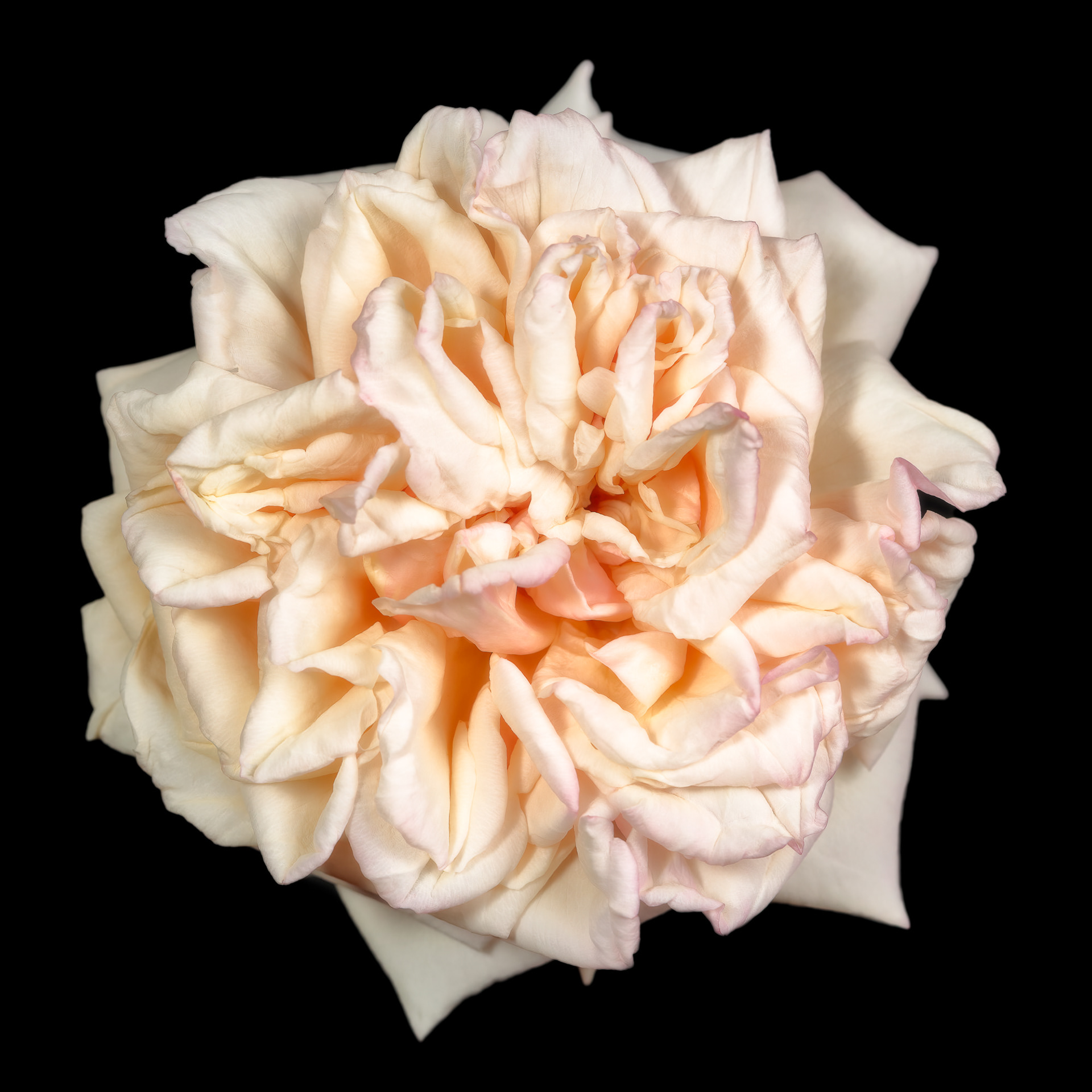 Rosa 'Gloire de Dijon'