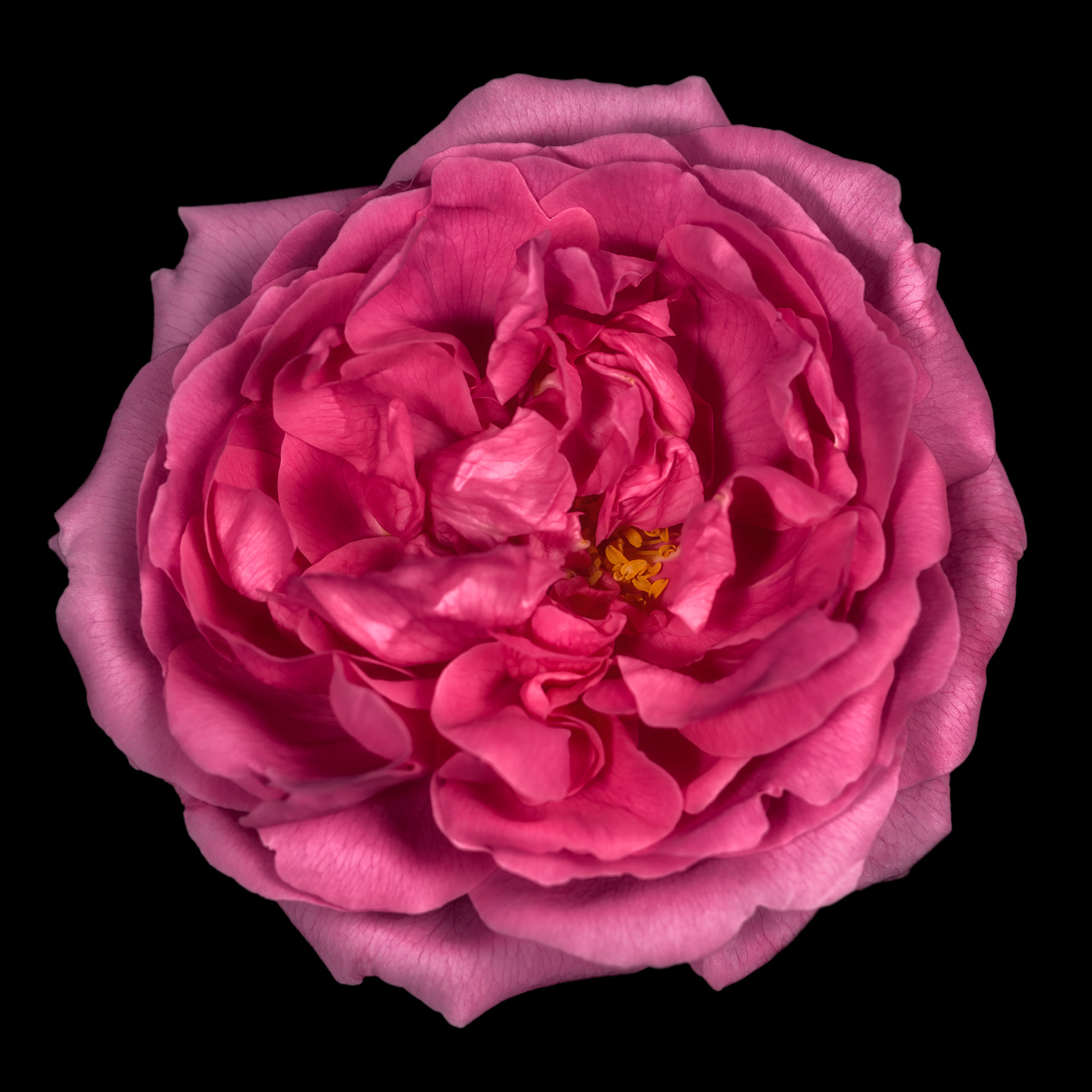 Rosa 'Comte de Chambord'