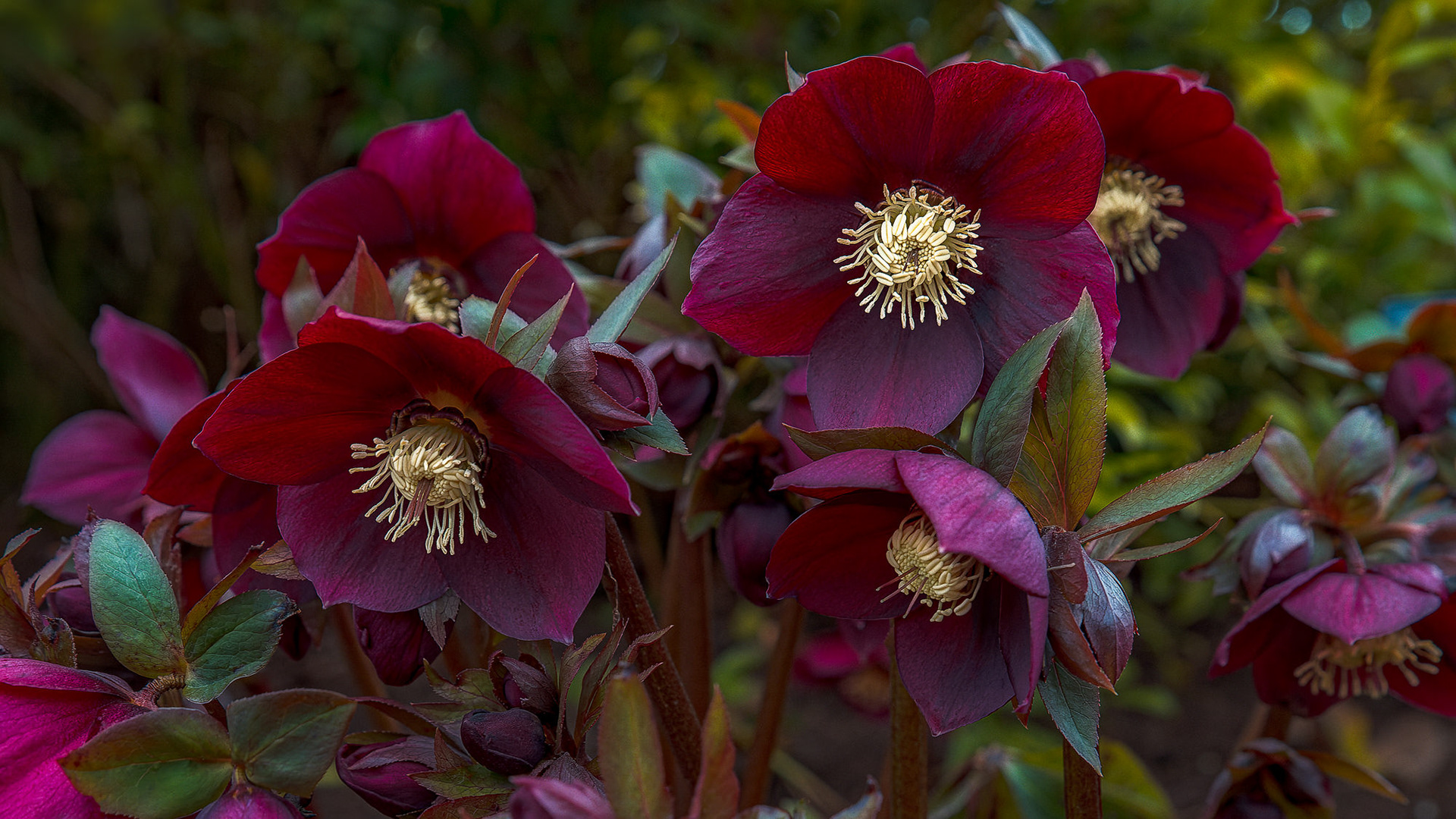 Helleborus × hybridus Harvington red, RHS Harlow Carr, UK