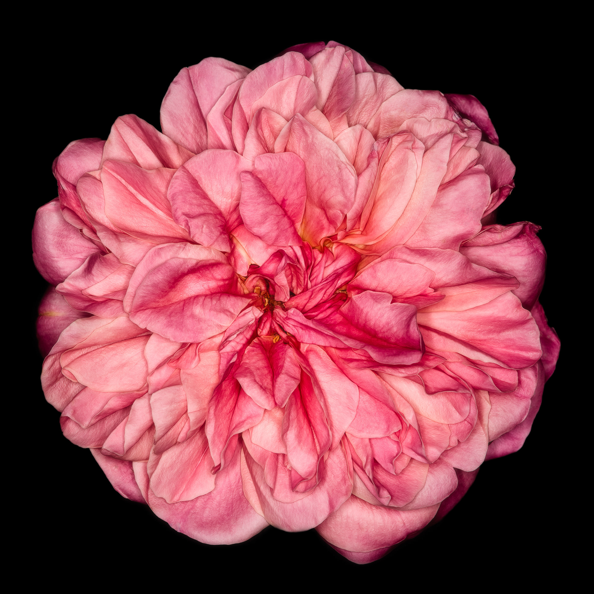 Rosa 'Archiduc Joseph'