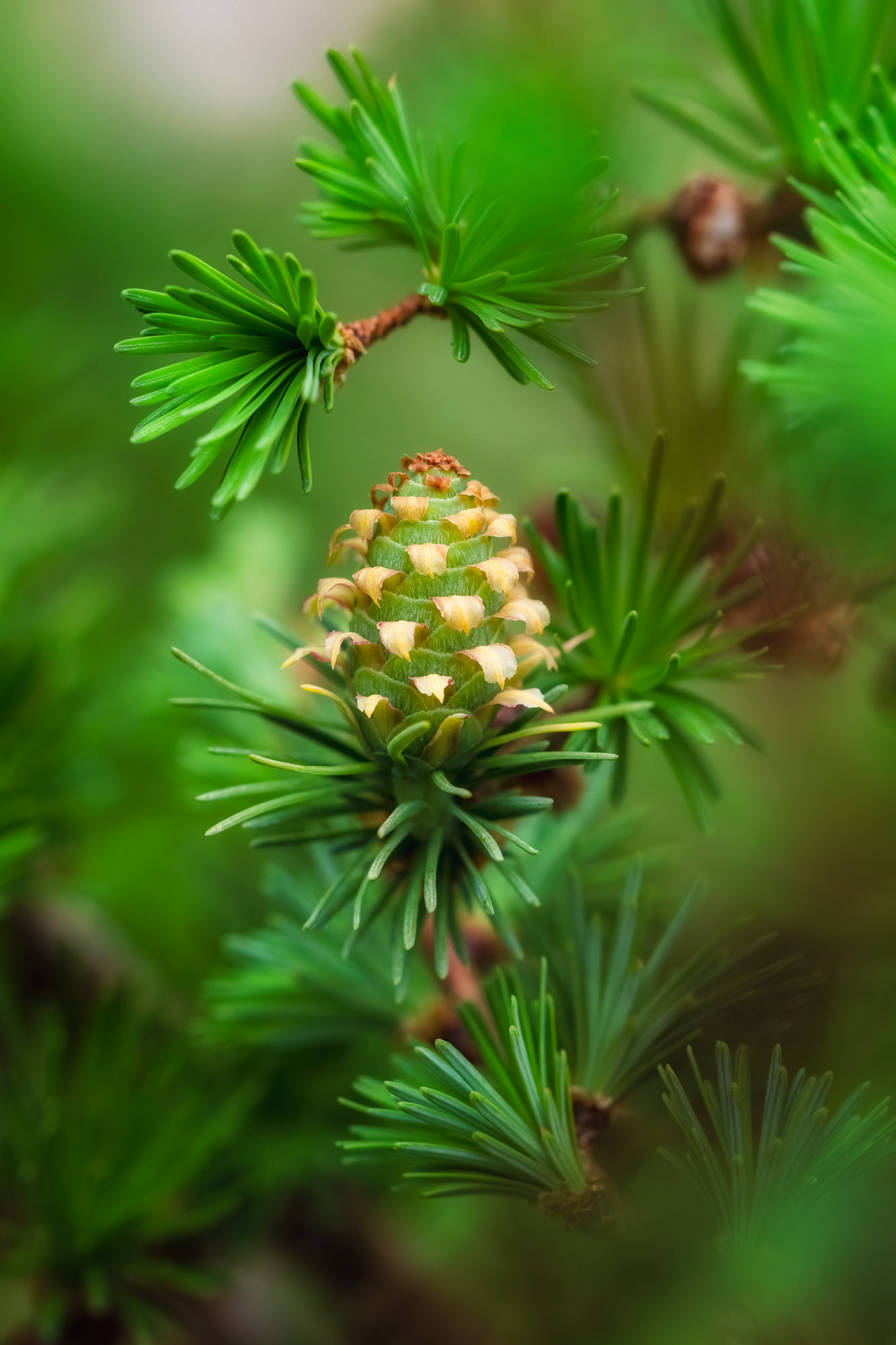 Larix kaempferi, Asturias, Spain