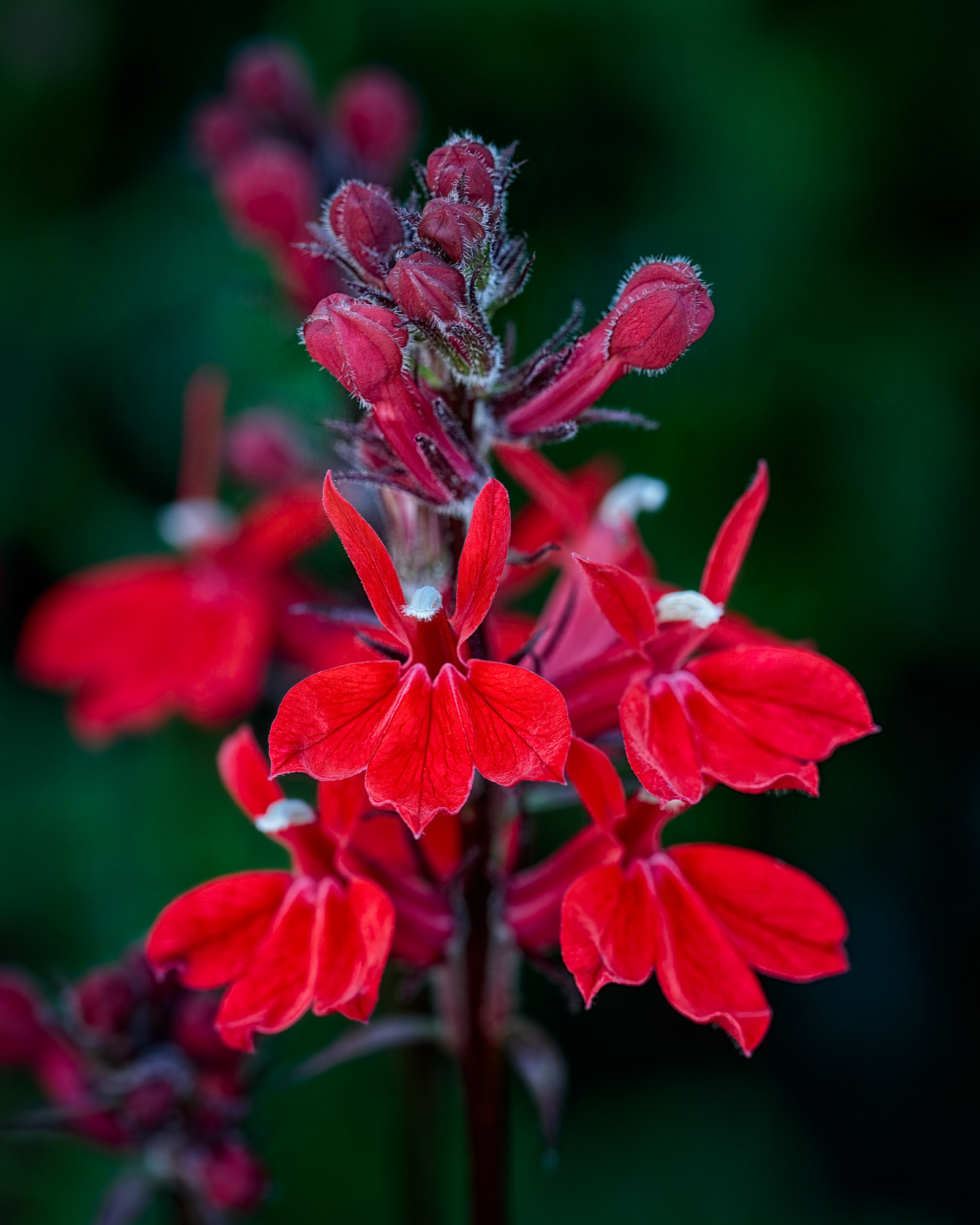 Lobelia x speciosa, Asturias, Spain