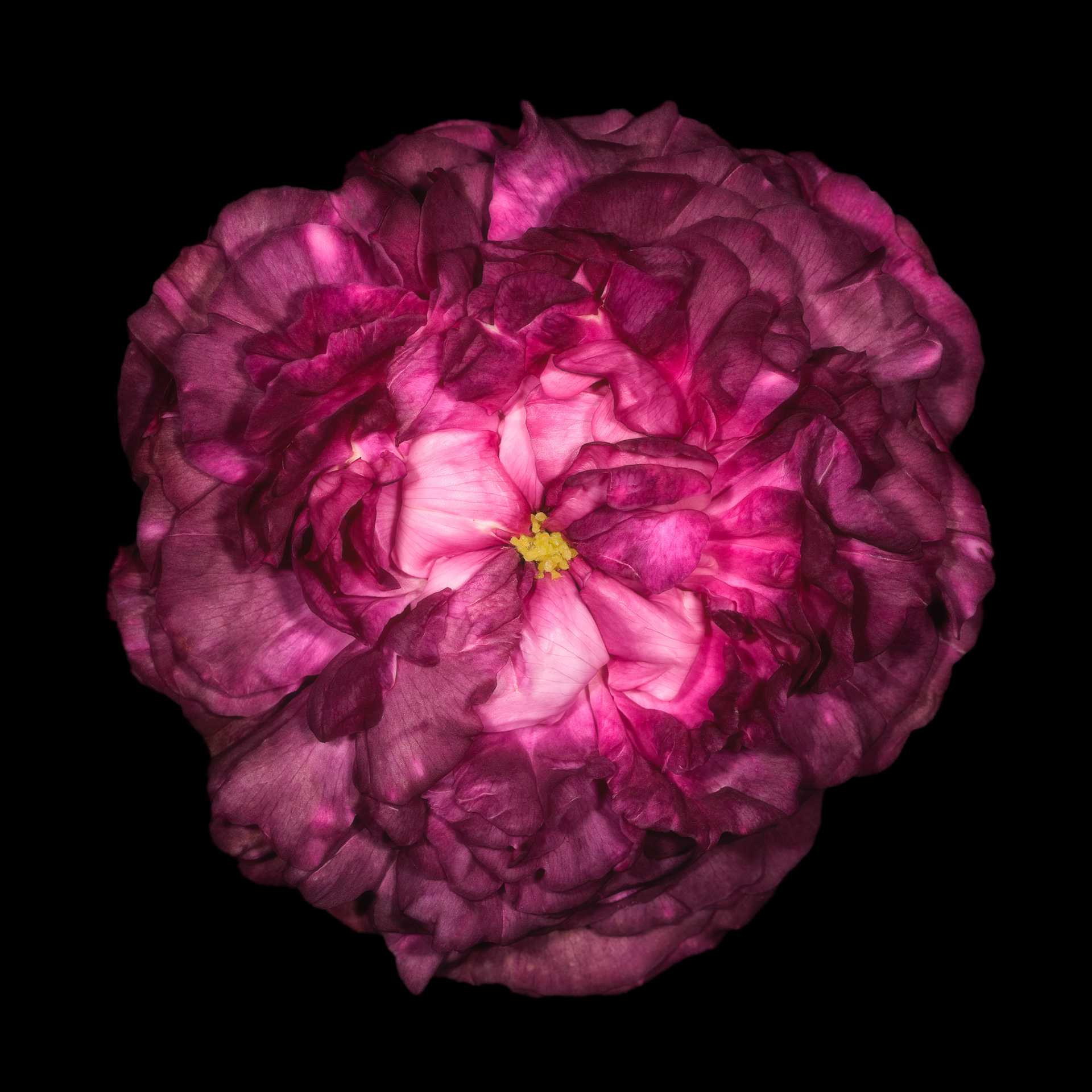 Rosa 'Belle de Crécy'