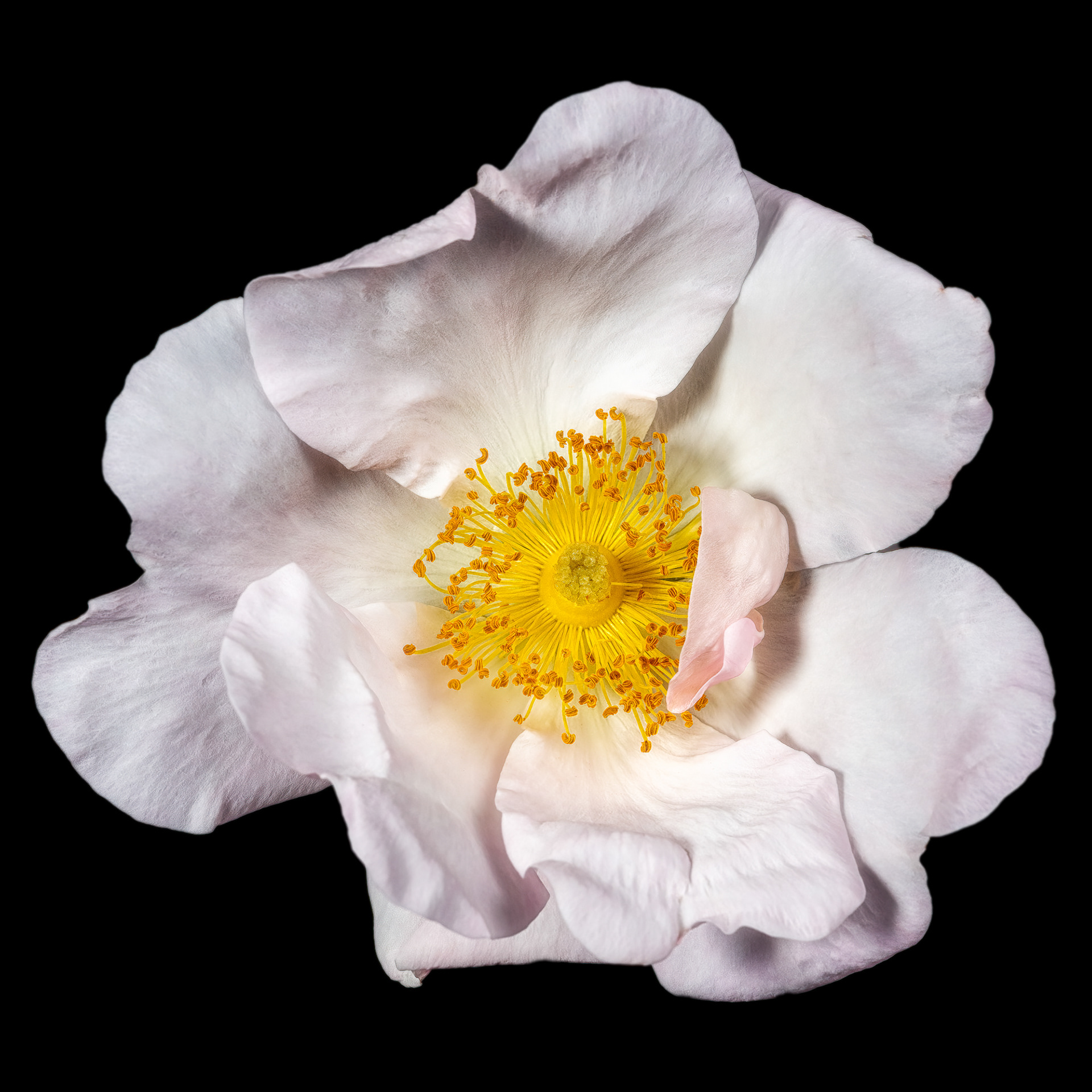 Rosa x richardii