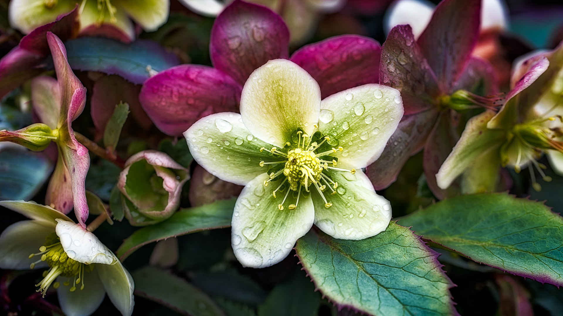Helleborus × ericsmithii ‘HGC Monte Cristo’, RHS Harlow Carr, UK