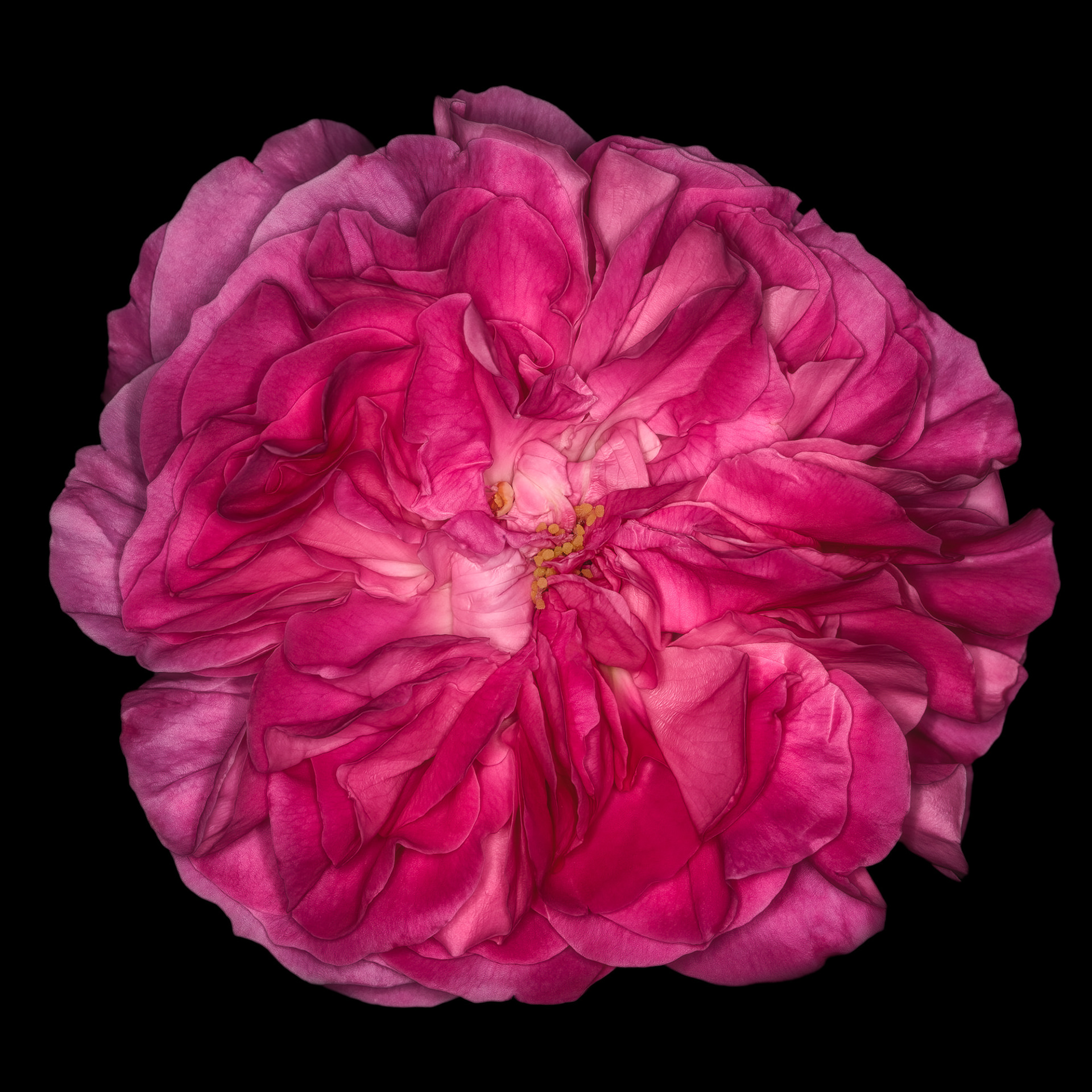 Rosa 'Baronne Prévost'