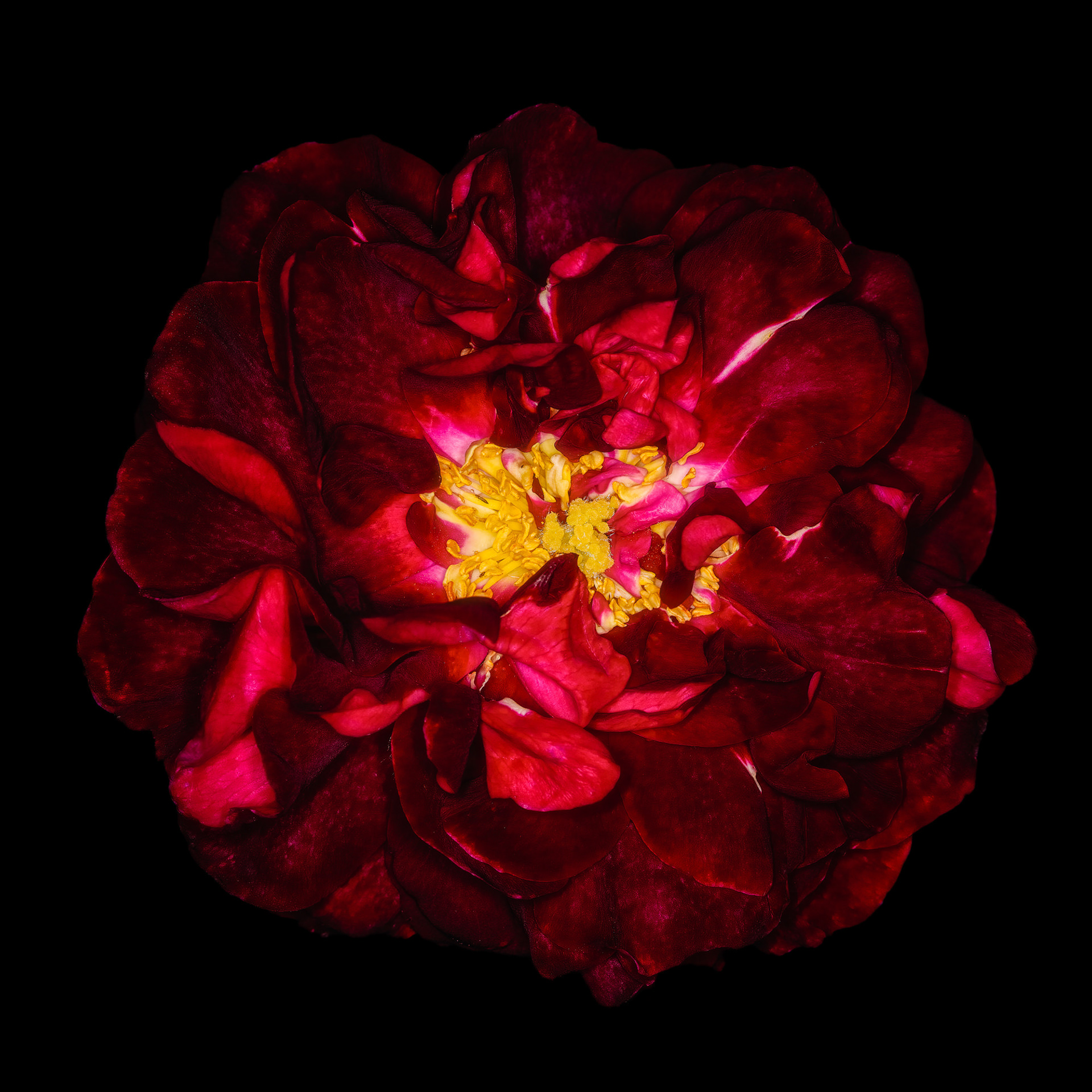 Rosa 'Tuscany Superb'