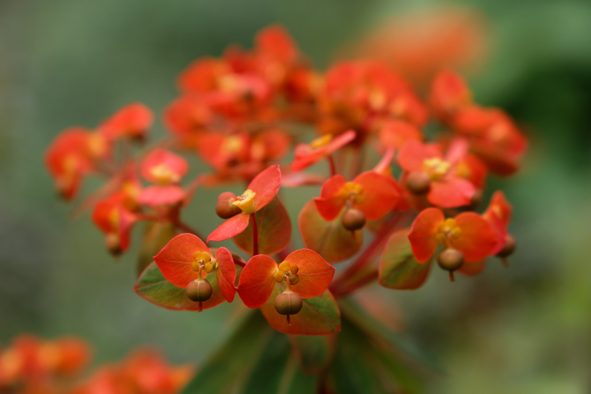 Euphorbia griffithii 'Dixter', Asturias, Spain