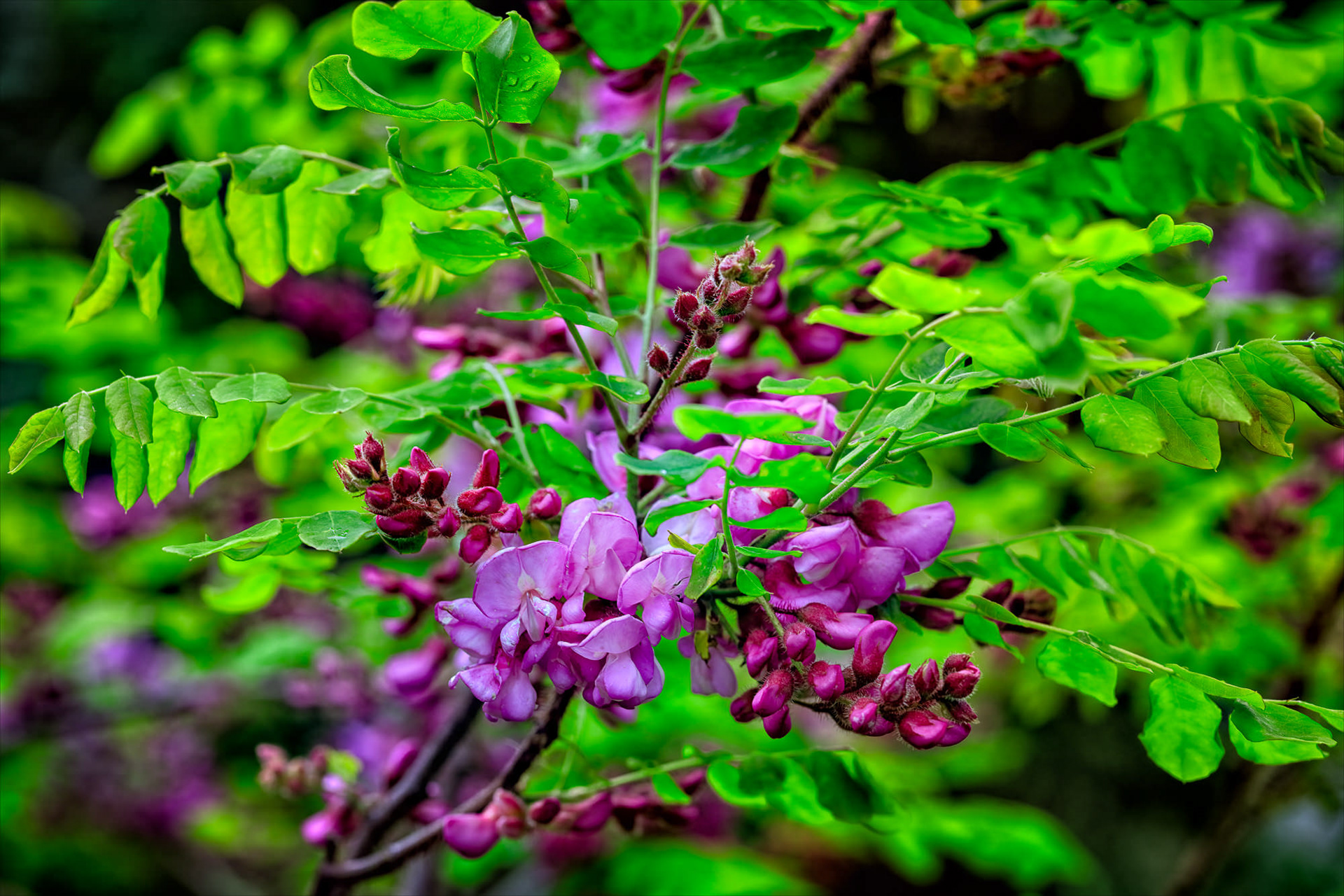 Robinia hispida, Asturias, Spain